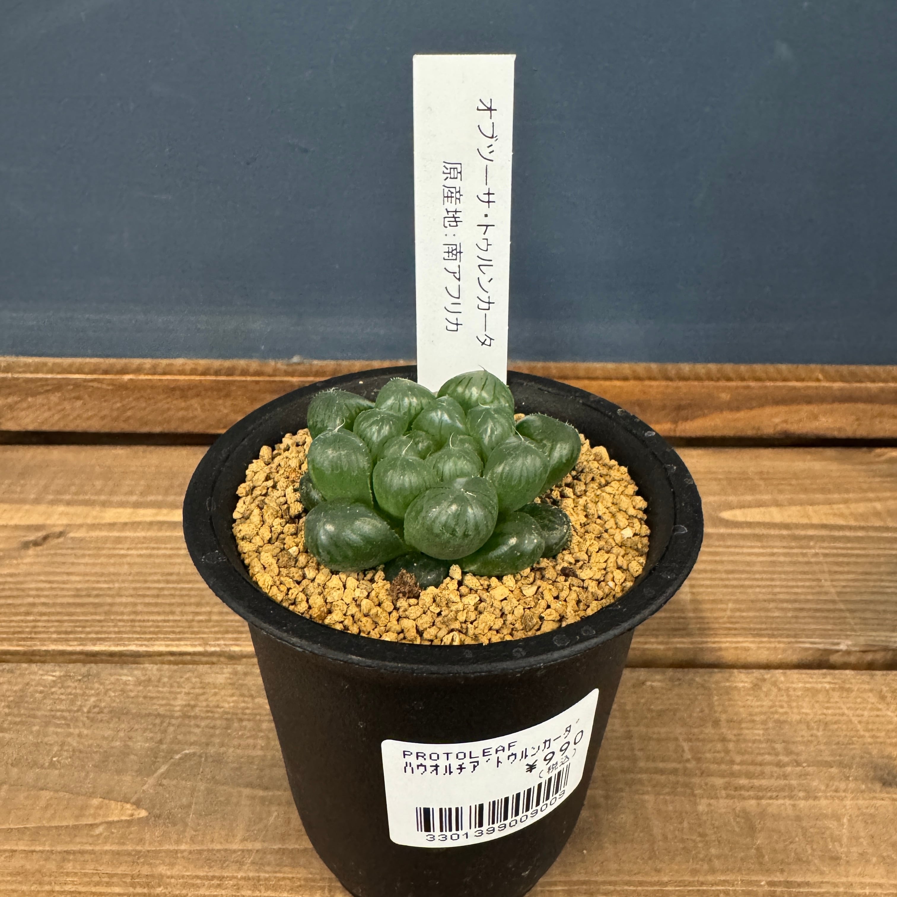 ユーフォルビア、その他多肉 | PROTOLEAF プロトリーフ