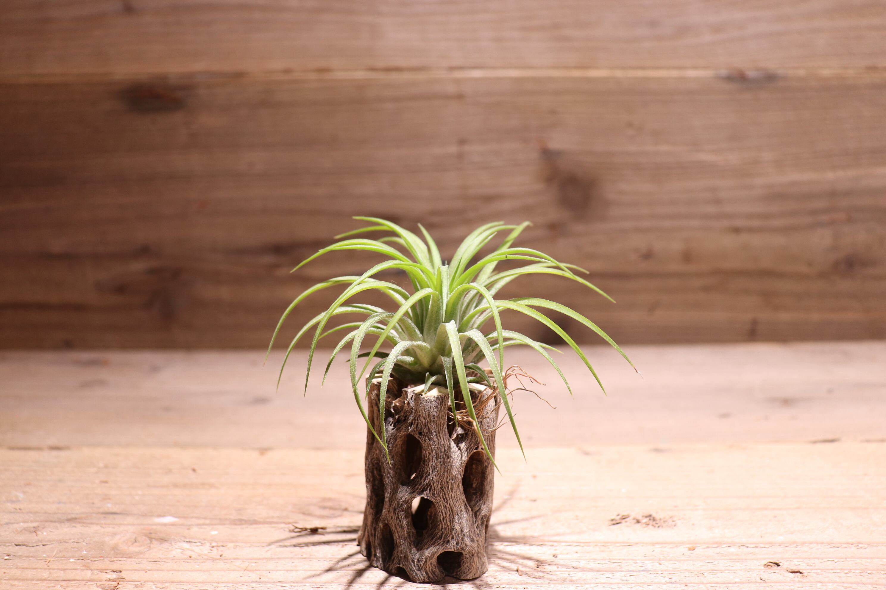 送料無料】'Methaporn Delight'〔エアプランツ〕現品発送T3231 | plane