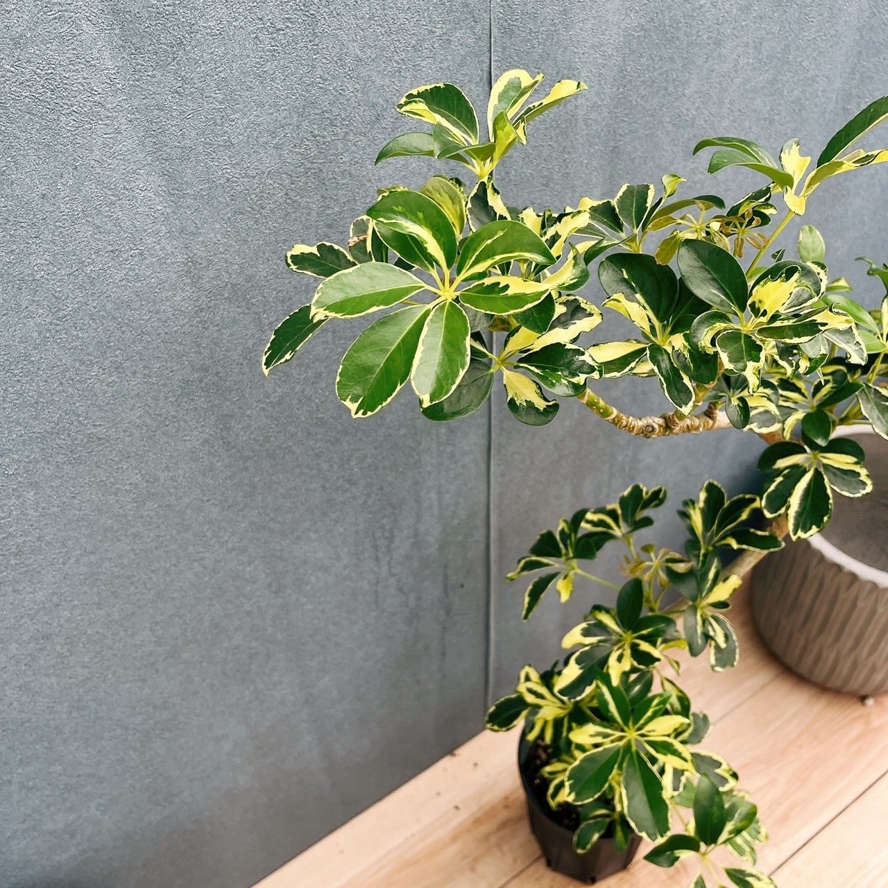 現品］☆初出品☆ 12番 シェフレラ ウォルシー 曲がり 5号 観葉植物