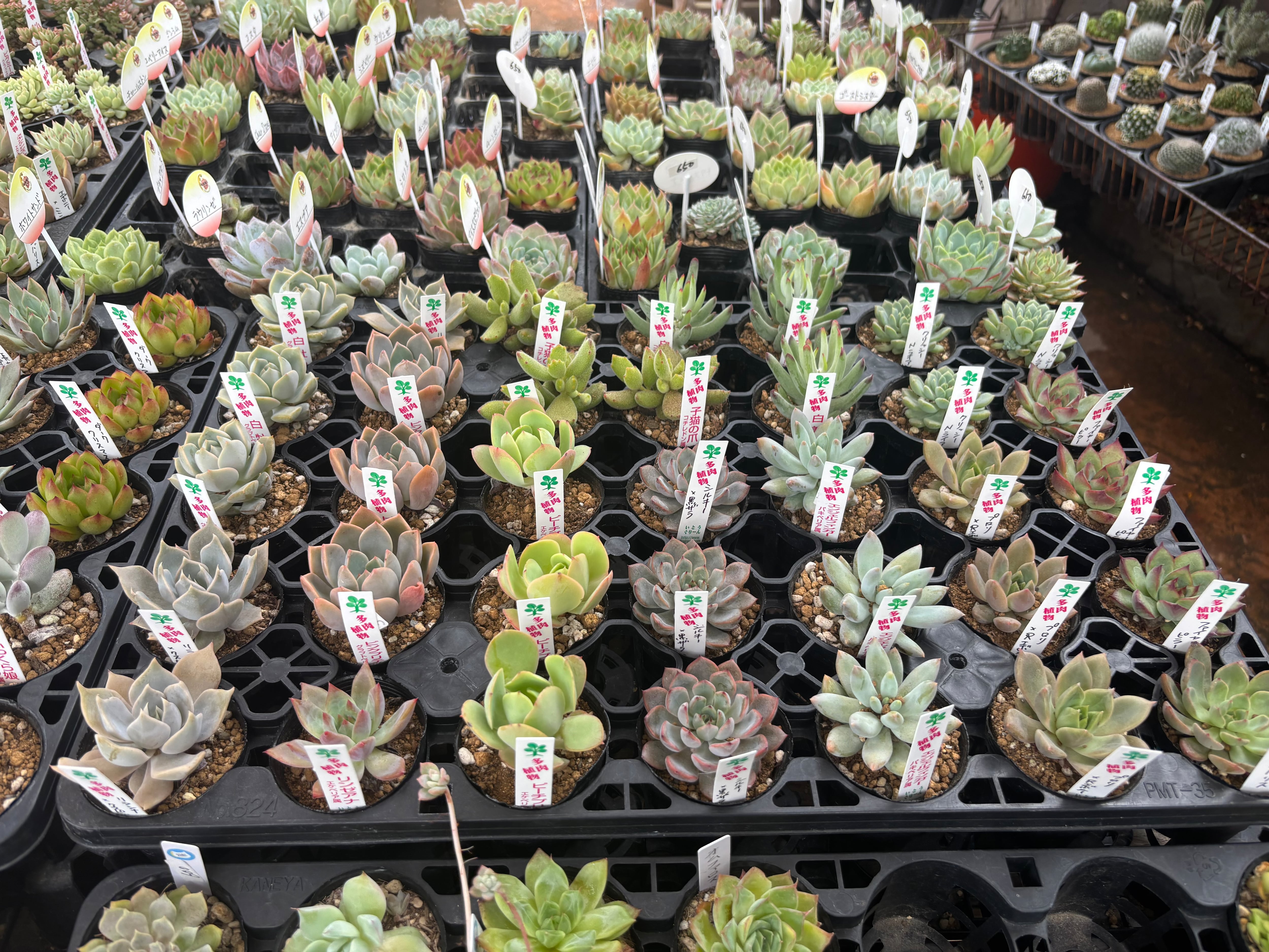 しじみ蝶錦 多肉植物 | aruru