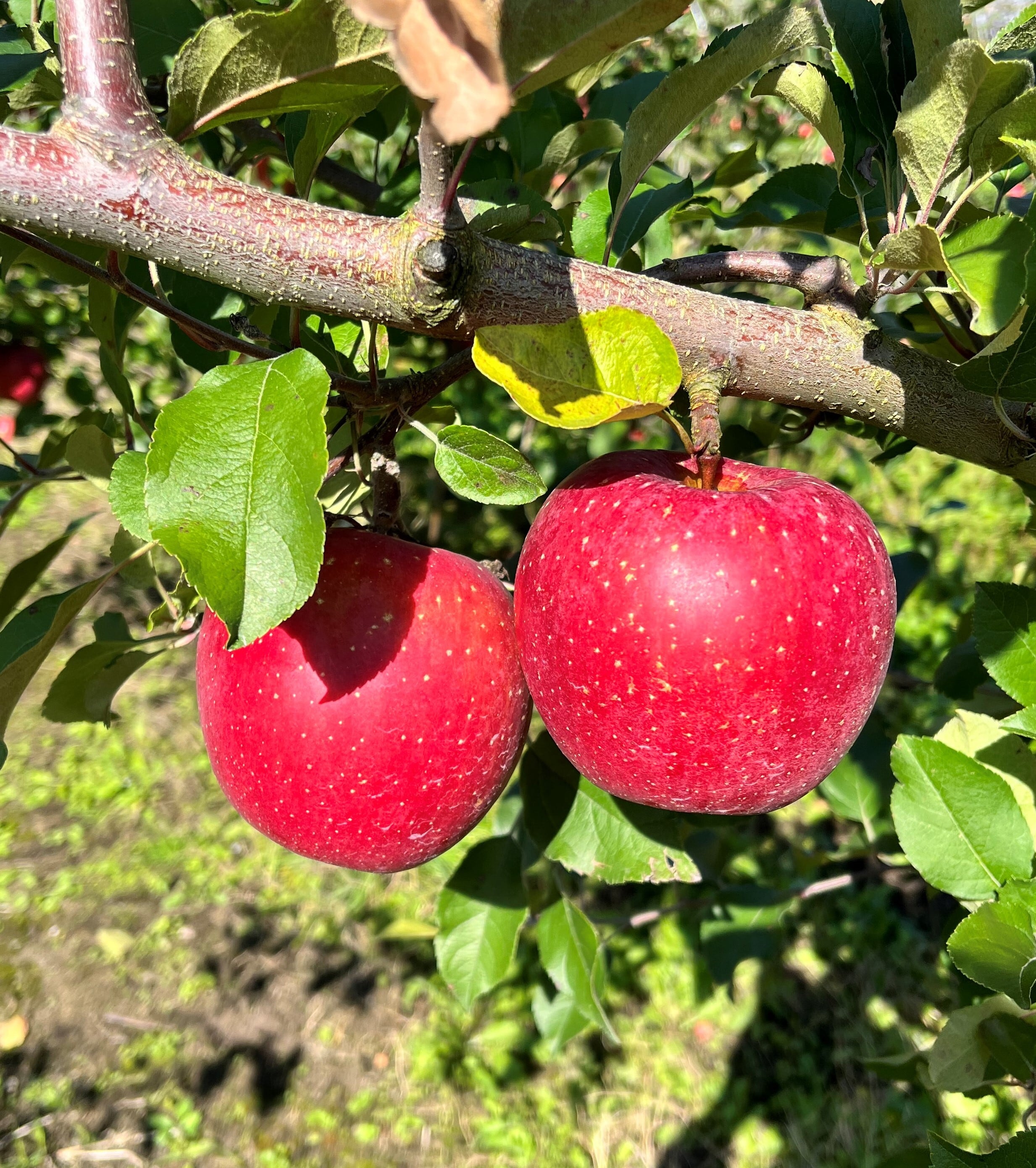 葉取らずコスモふじ家庭用　3kg