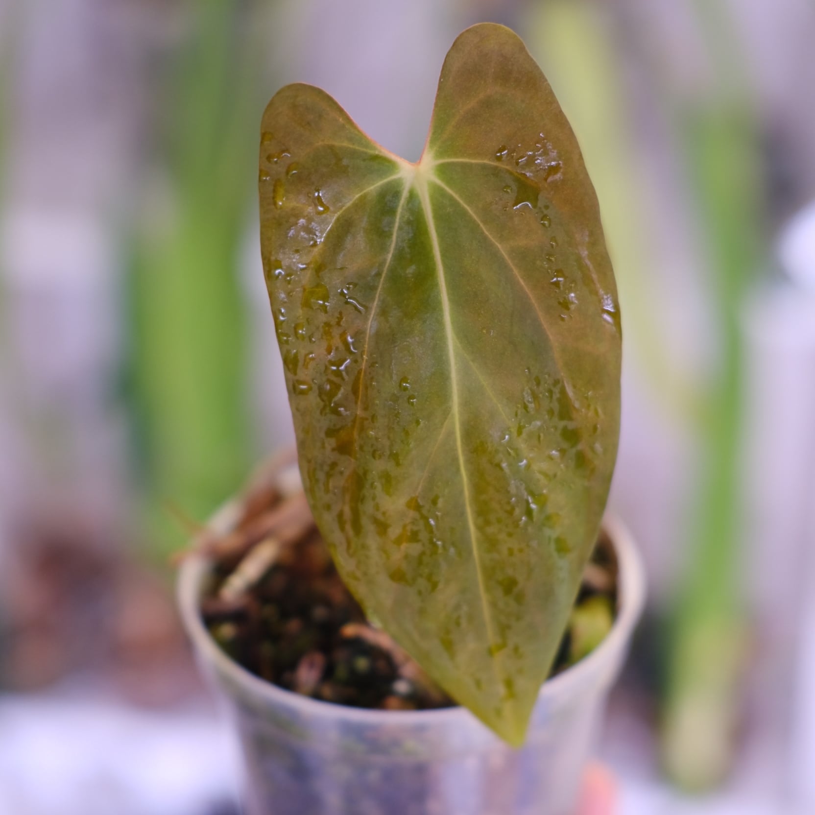 50 アンスリウム　パピリラミナムFS フォートシャーマン×ダークママ成長点2つ 50 アンスリウム パピリラミナムFS フォートシャーマン×ダークママ成長