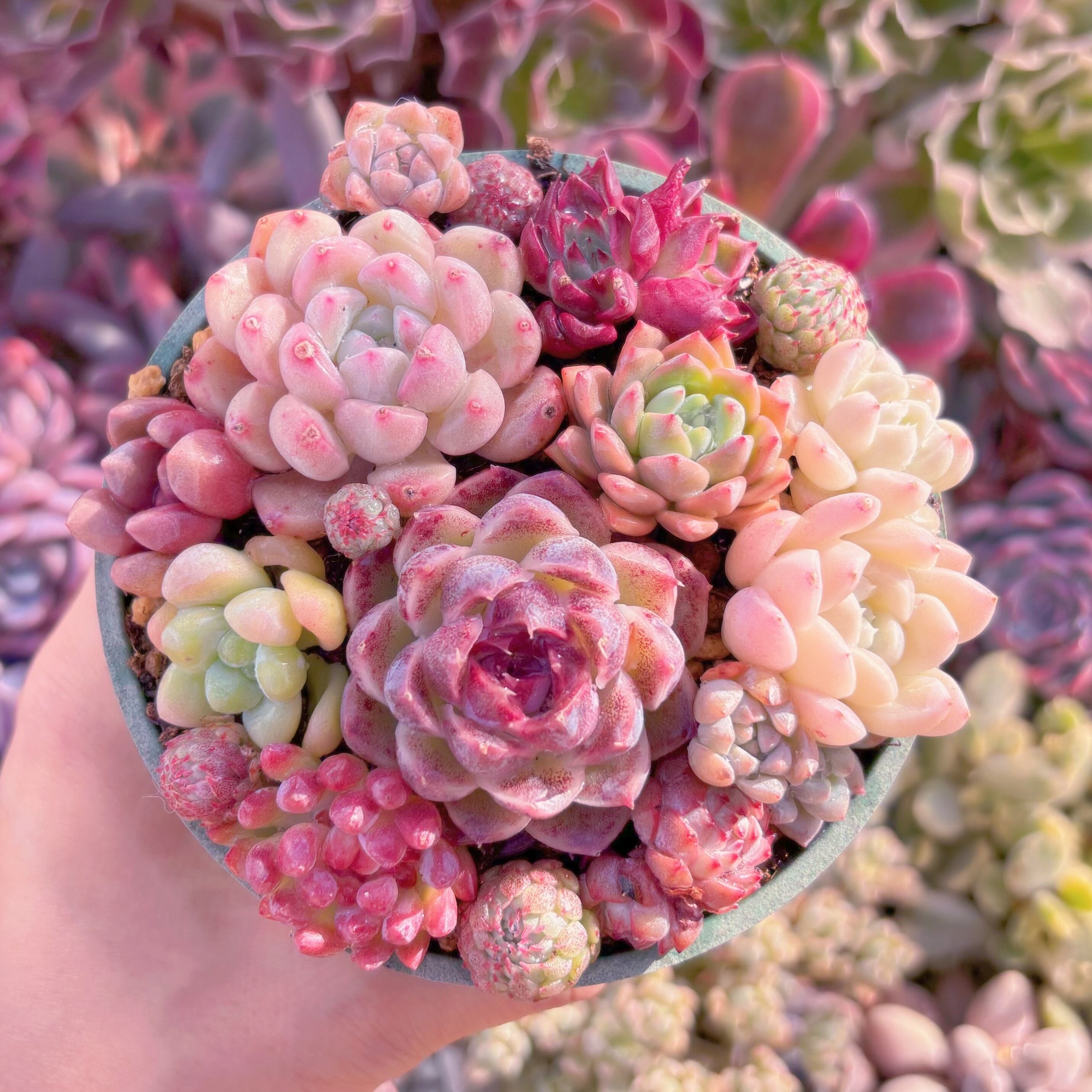 現品　寄せ植えセット#554　るる農園