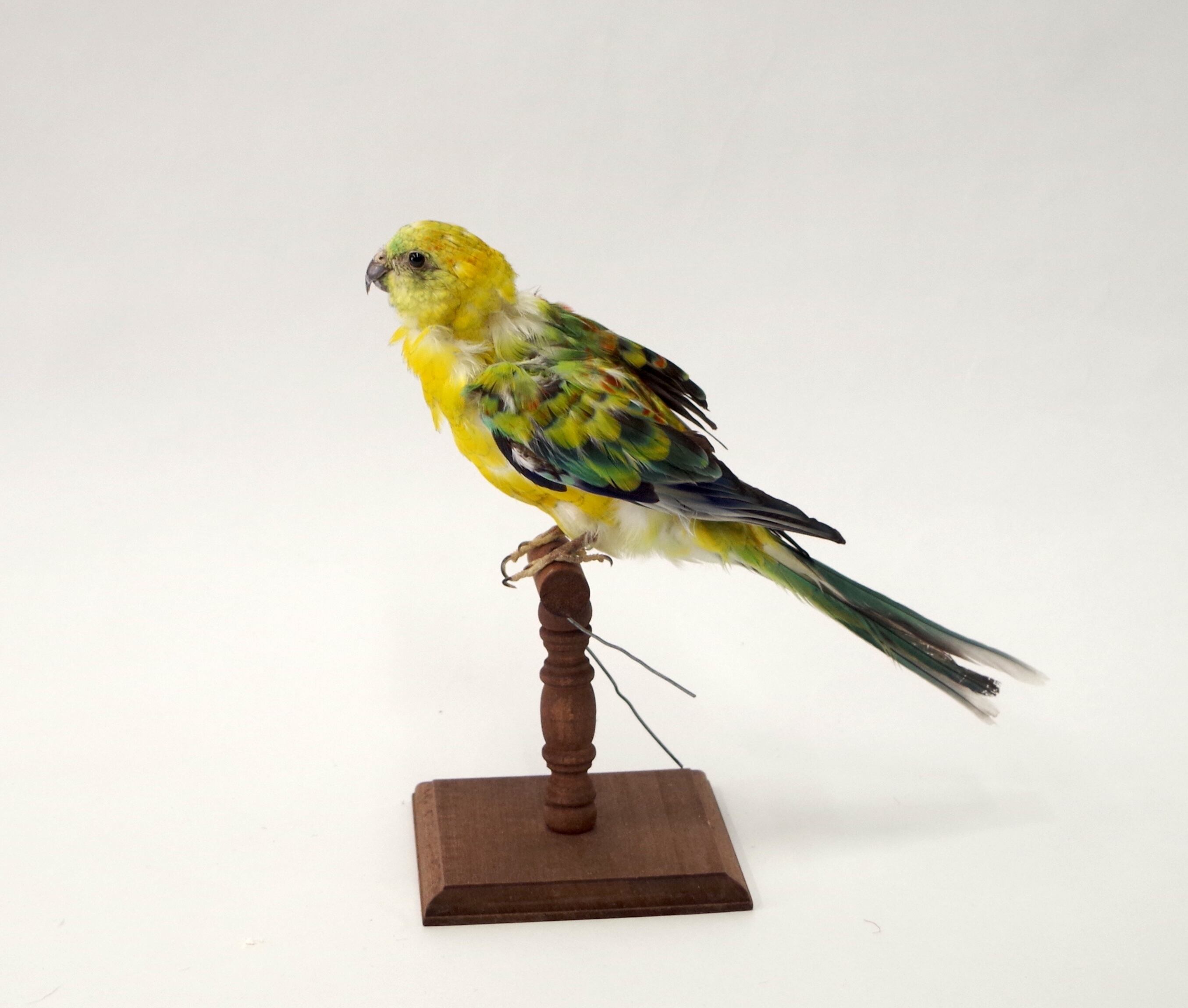 剥製のコガモ コガモ♂ 剥製 | アトリエ杉本