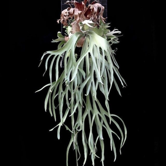 ゲリラ値下げ大株ビカクシダウィリンキーwild