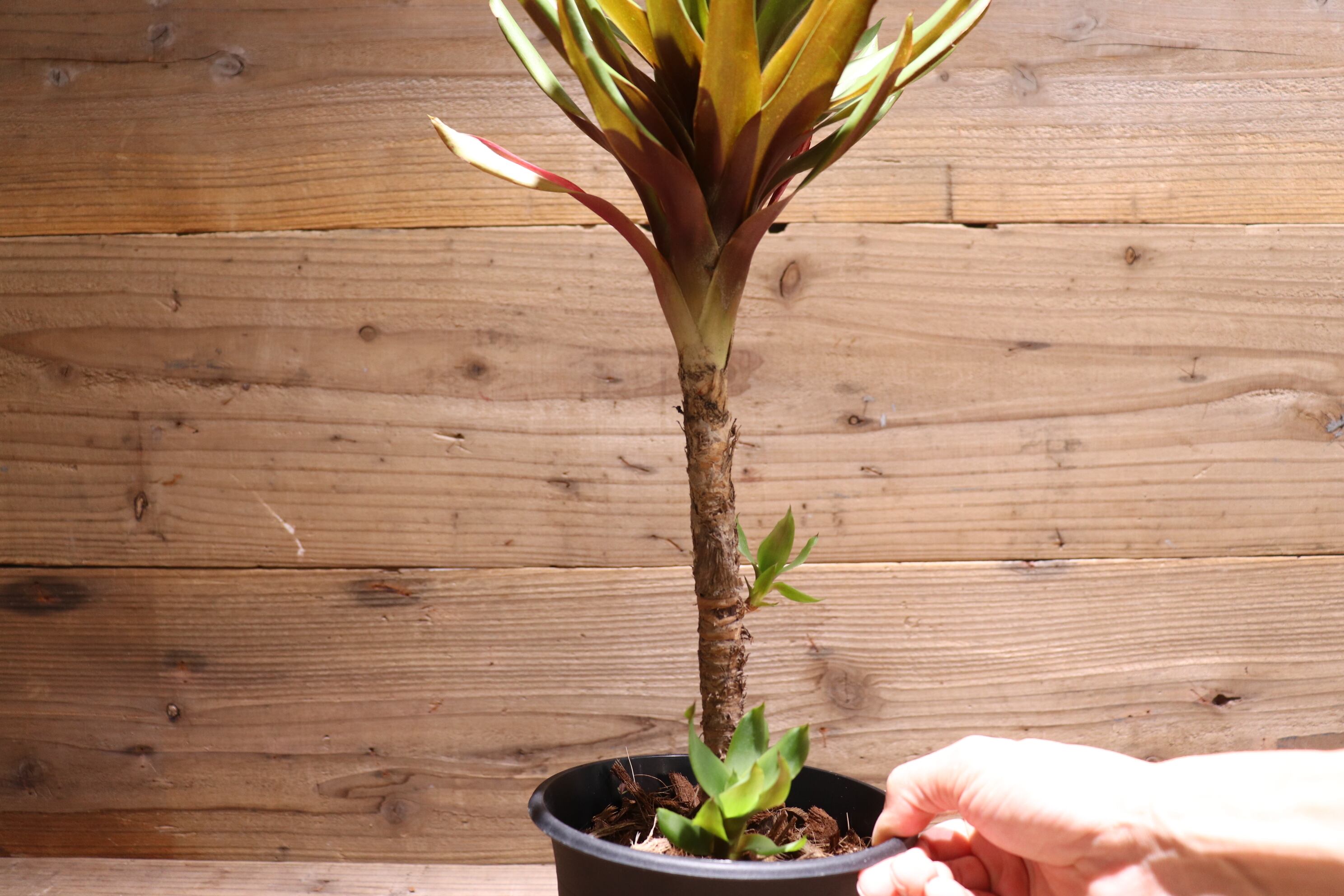 送料無料】Aechmea 'Stalker'〔エクメア〕現品発送A0052 | plane plants