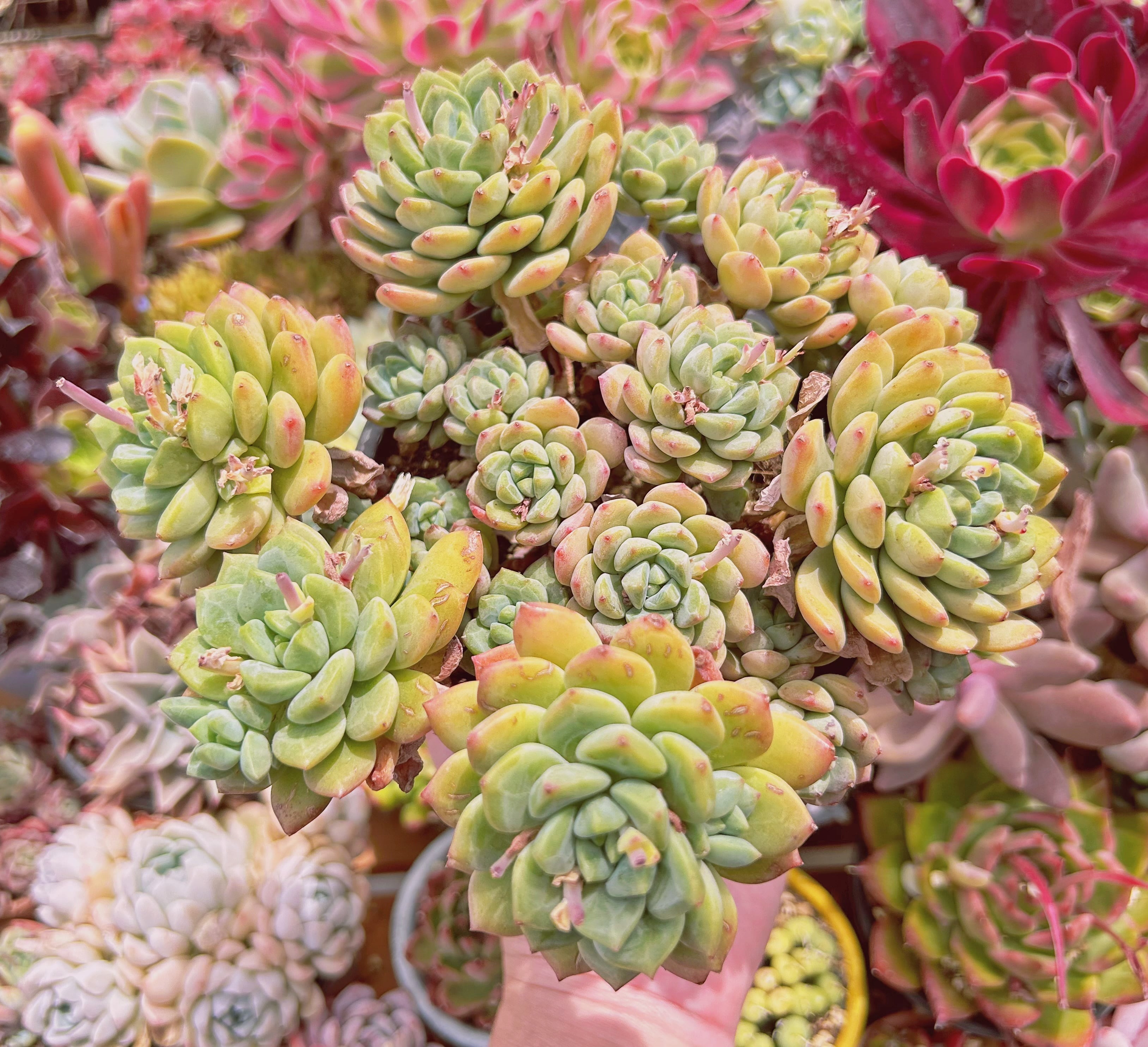 246現物 多肉植物 マッコスxバニラビス 特大 | るる農園~多肉植物専門