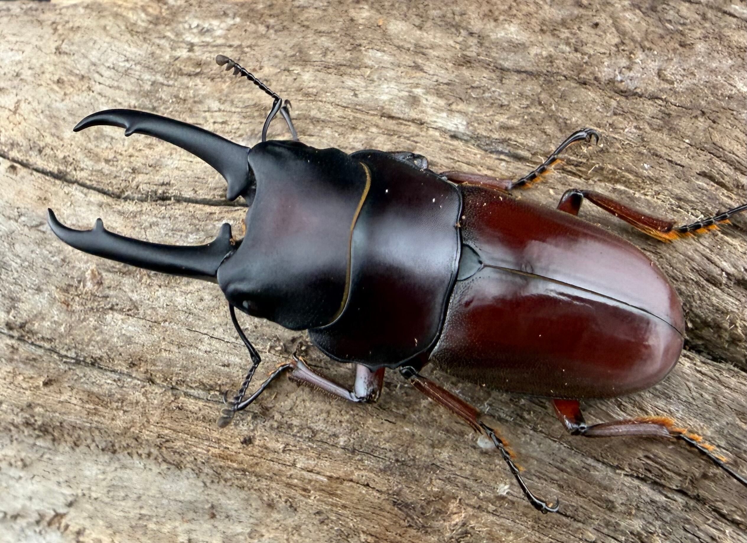 昆虫標本アスタコイデスノコギリクワガタ最大亜種ミズヌマイ76