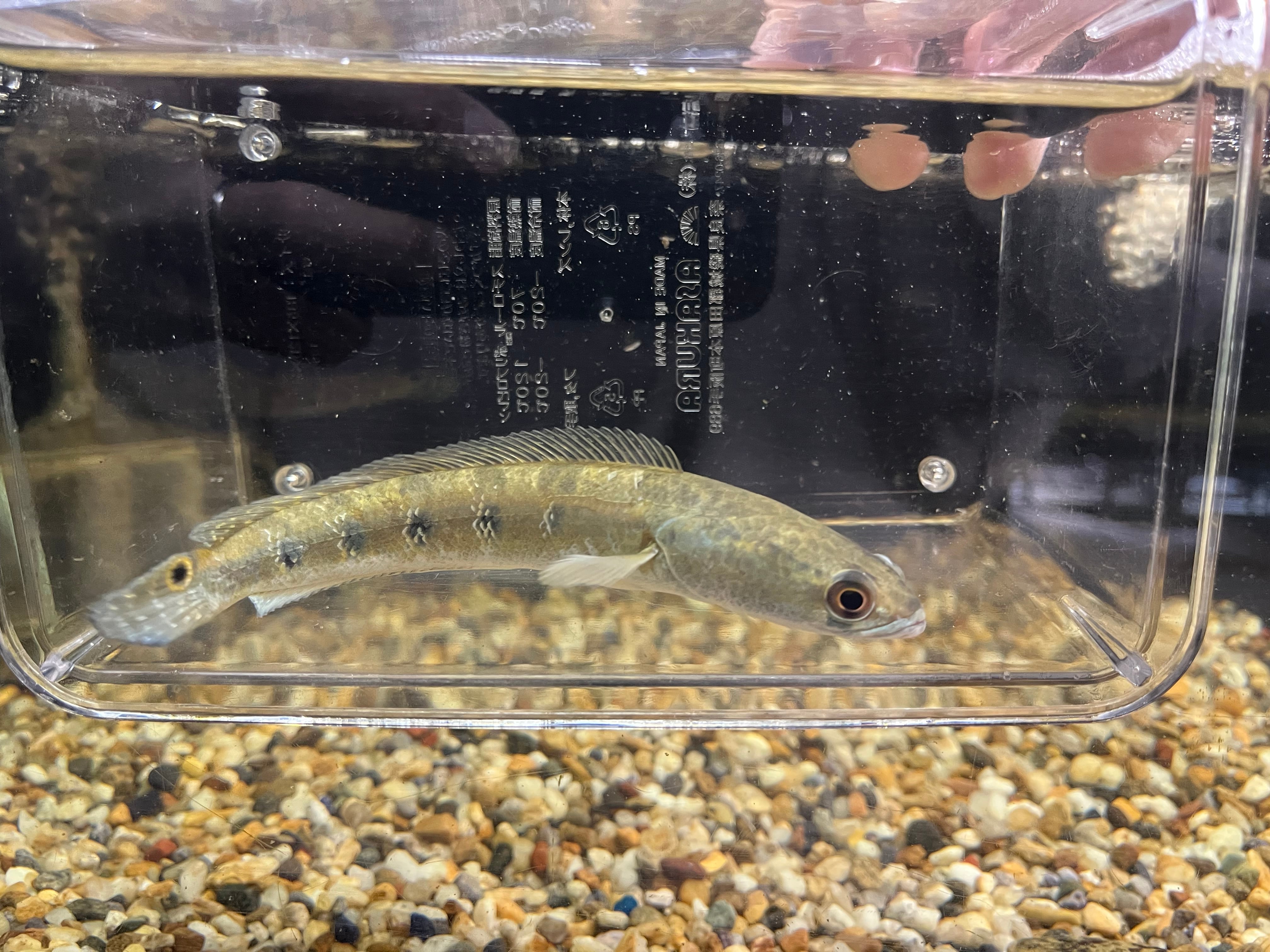 1匹】インド直輸入便WILDチャンナマルリウス18-20cm | アクアショップ