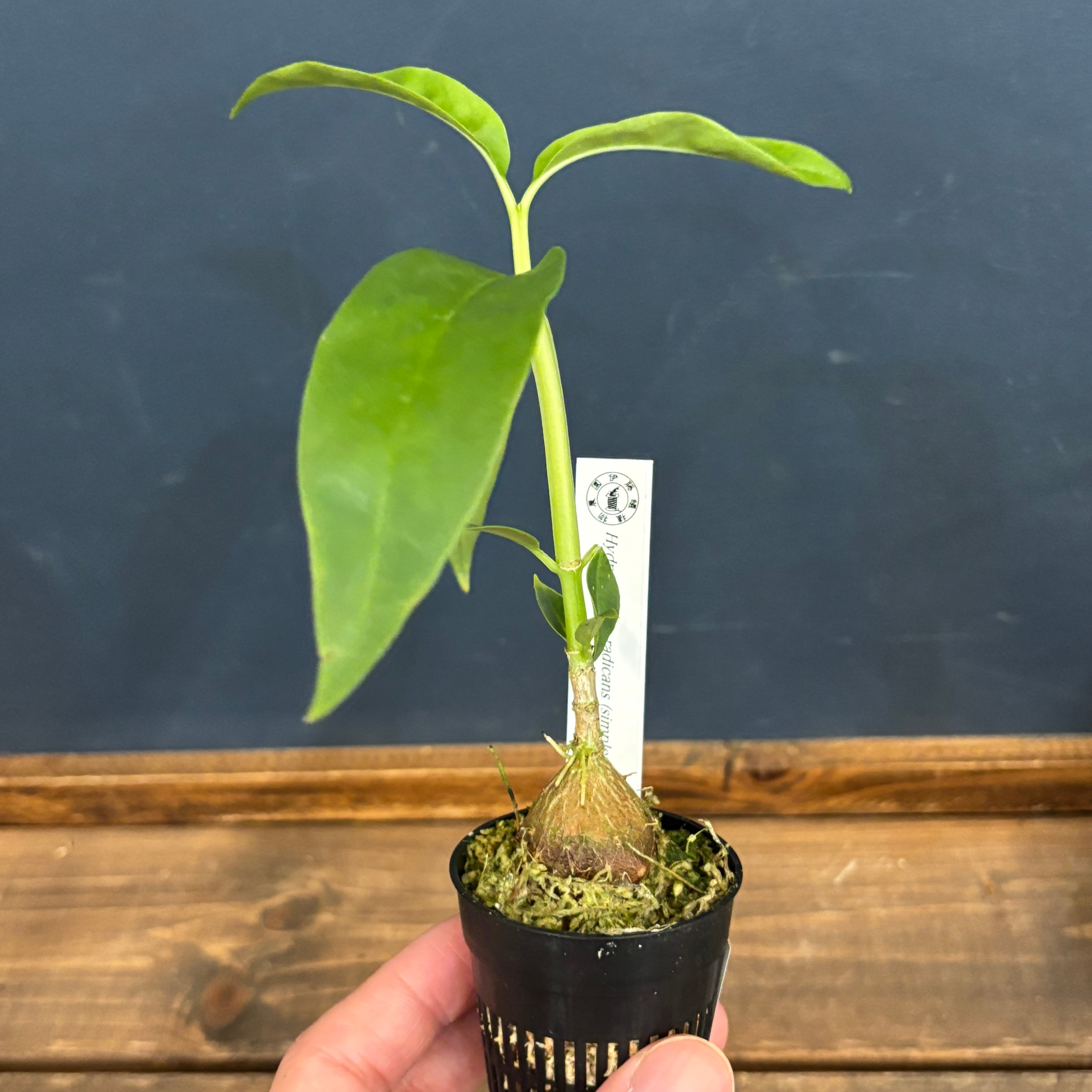 まさまる　アリ植物 アリ植物 | PROTOLEAF プロトリーフ