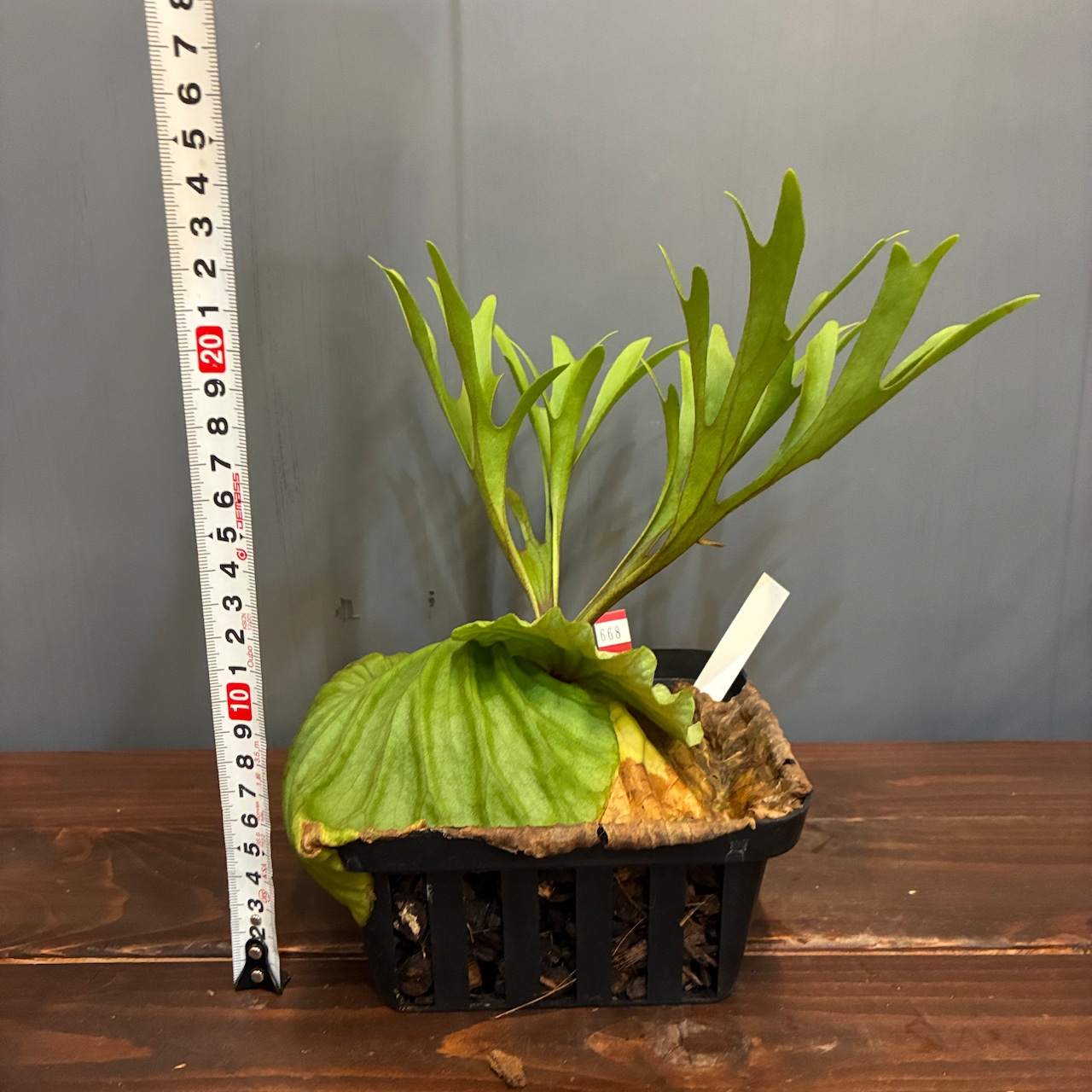 【抽選販売】【限定価格】【伊藤蟻】ビカクシダ リドレイ (upright cluster fronds #1) sporeling(限定3)