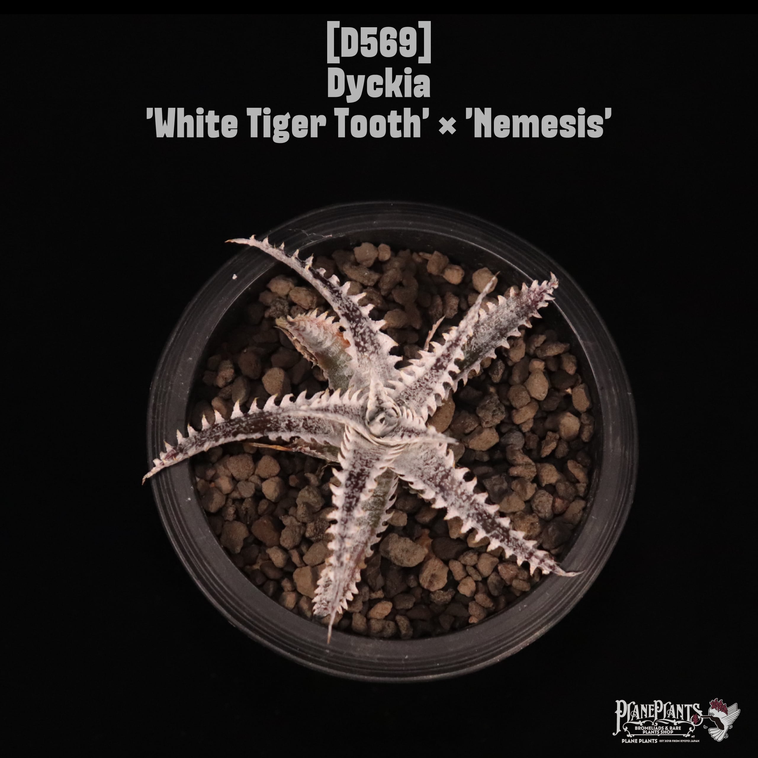 Dyckia | plane plants