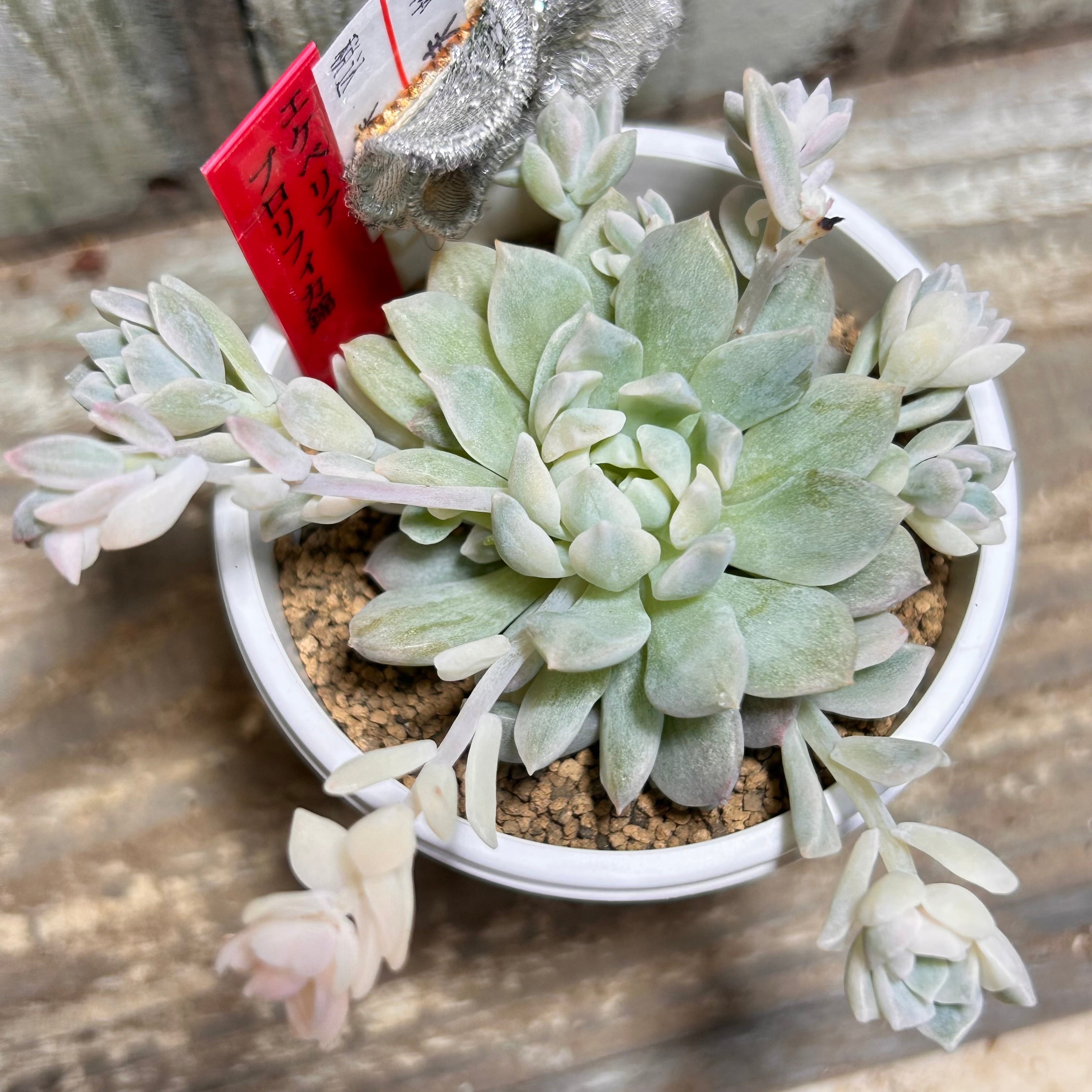 プロリフィカ錦 | RuPo 多肉植物専門店