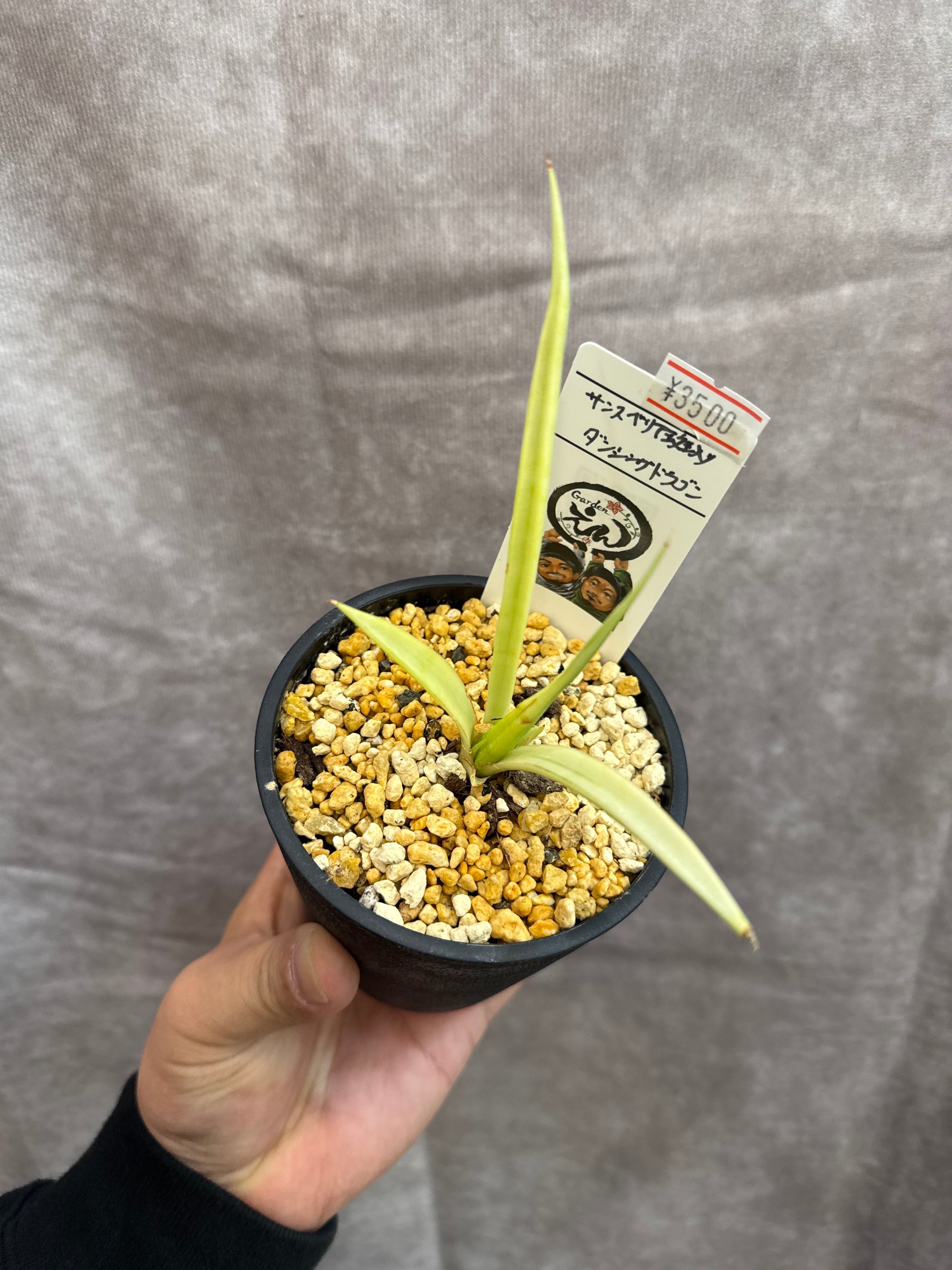 希少！ サンスベリア 'variegated' 
