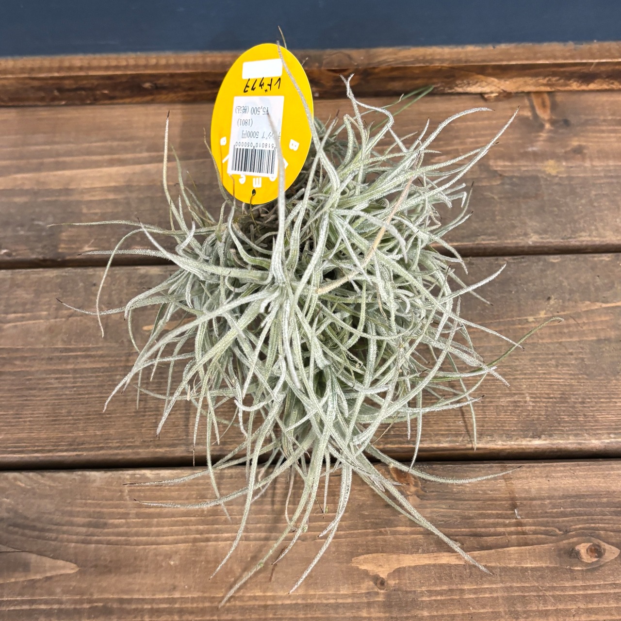 チランジア レドゥクタ【326】