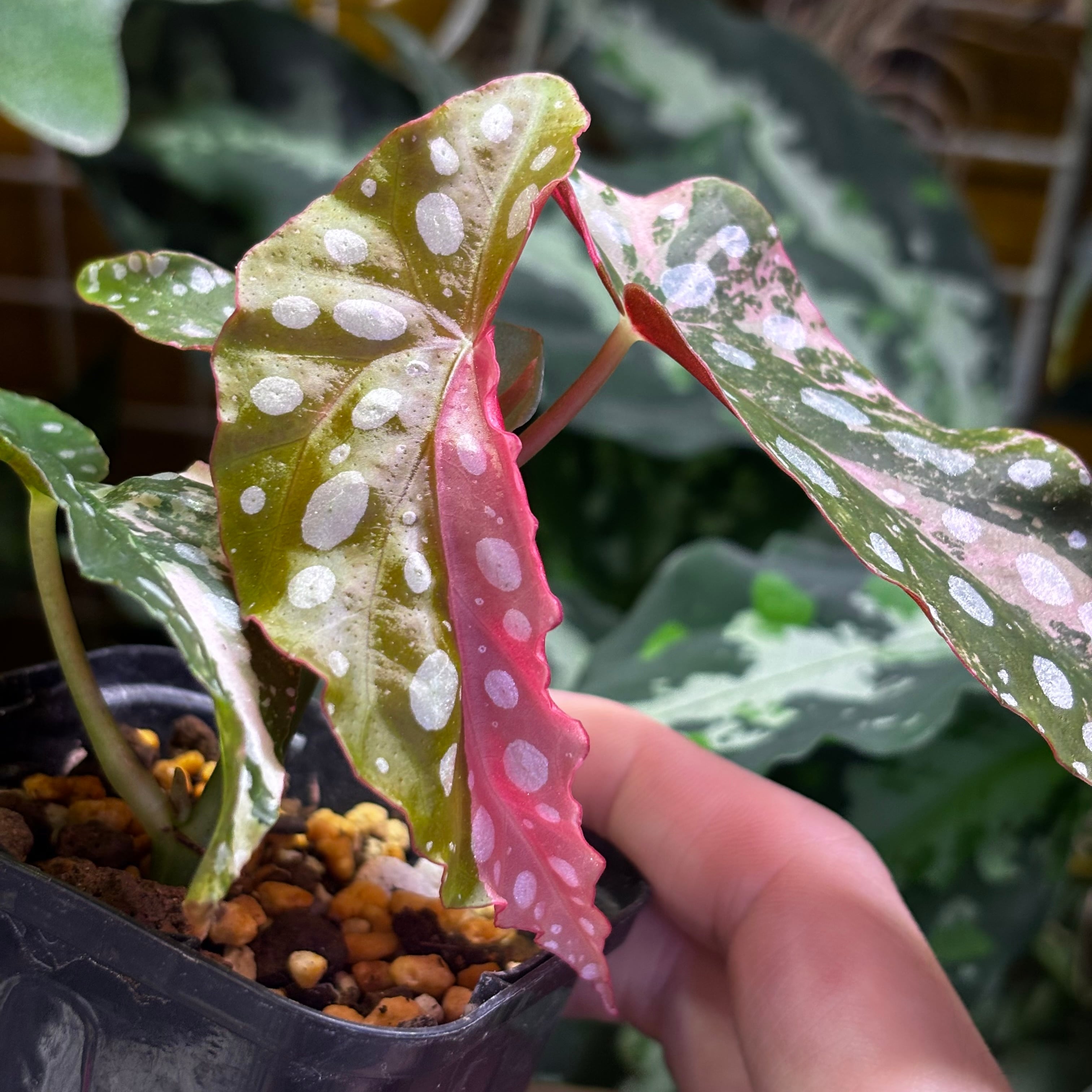 Begonia maculata 'Pink Variegated' | 熱帯雨林植物専門店 トイ吉園芸