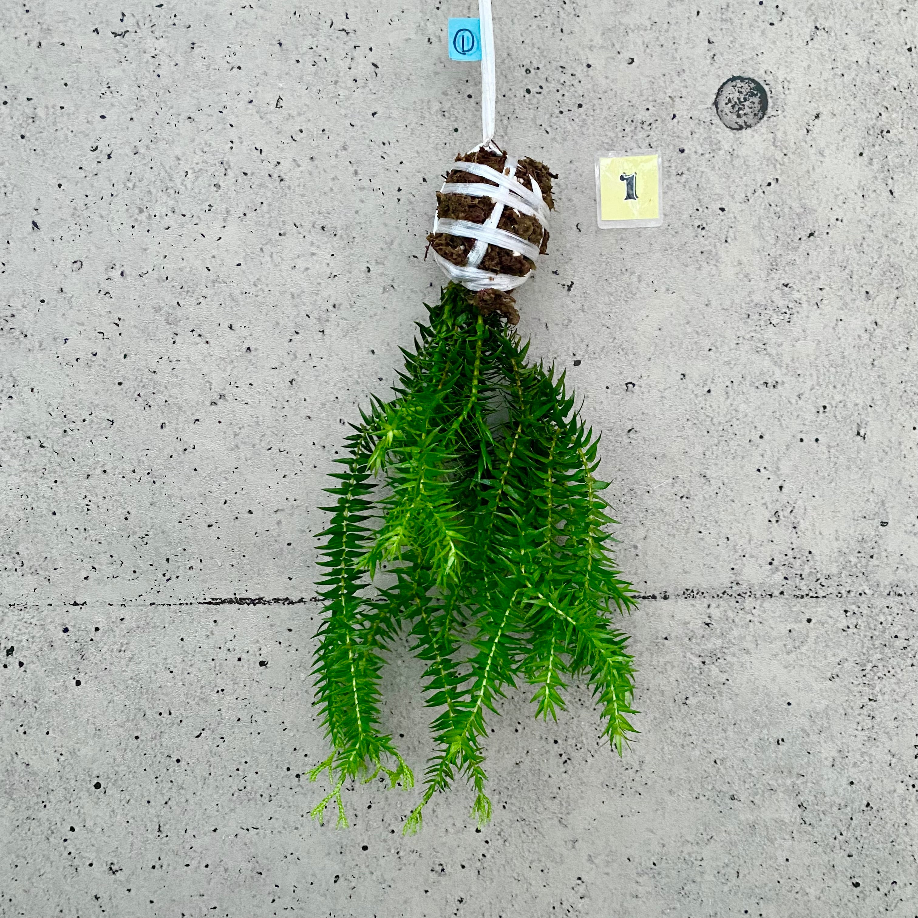 Planet Plants プラネットプランツ