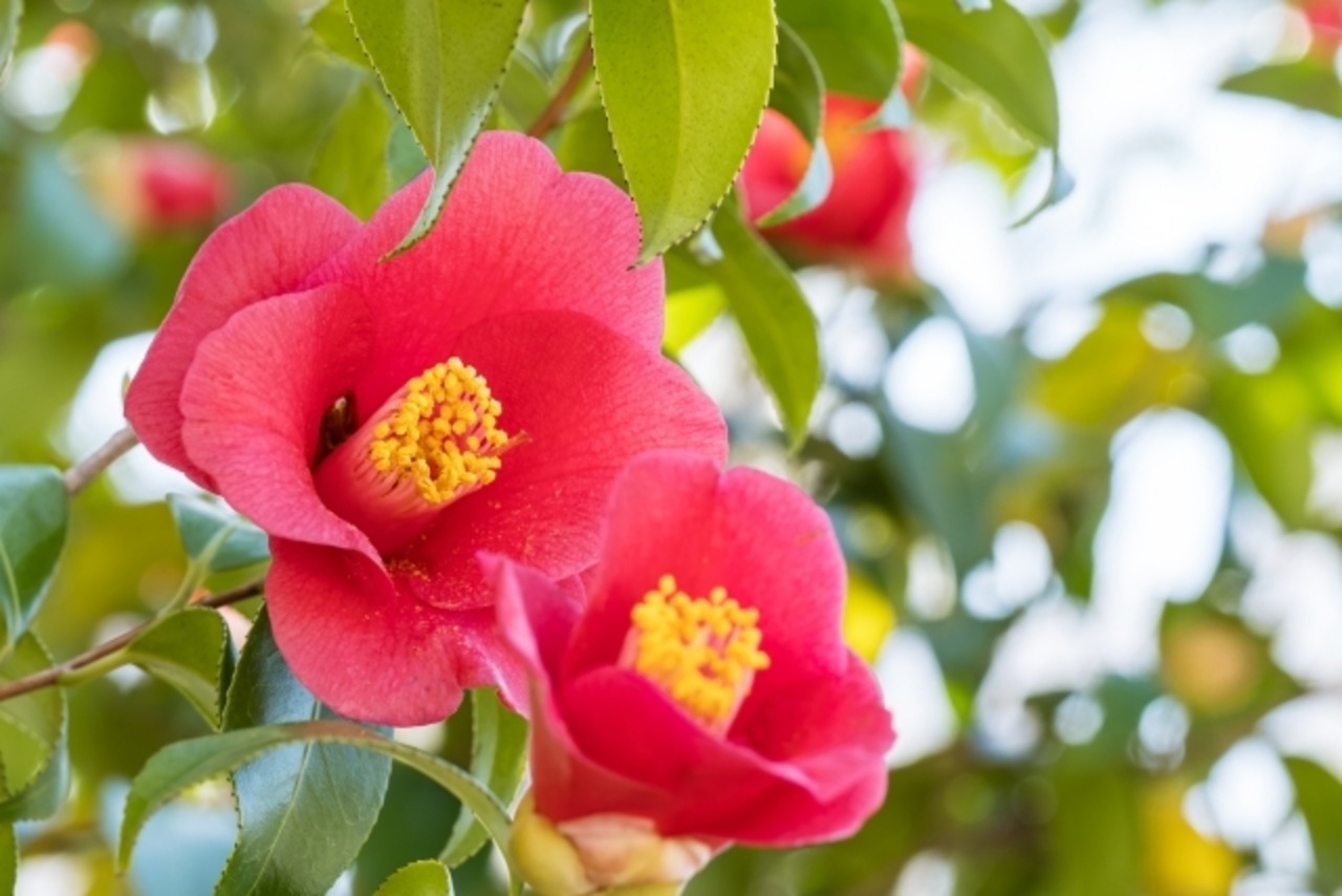 花笑み　純米８０　720ml