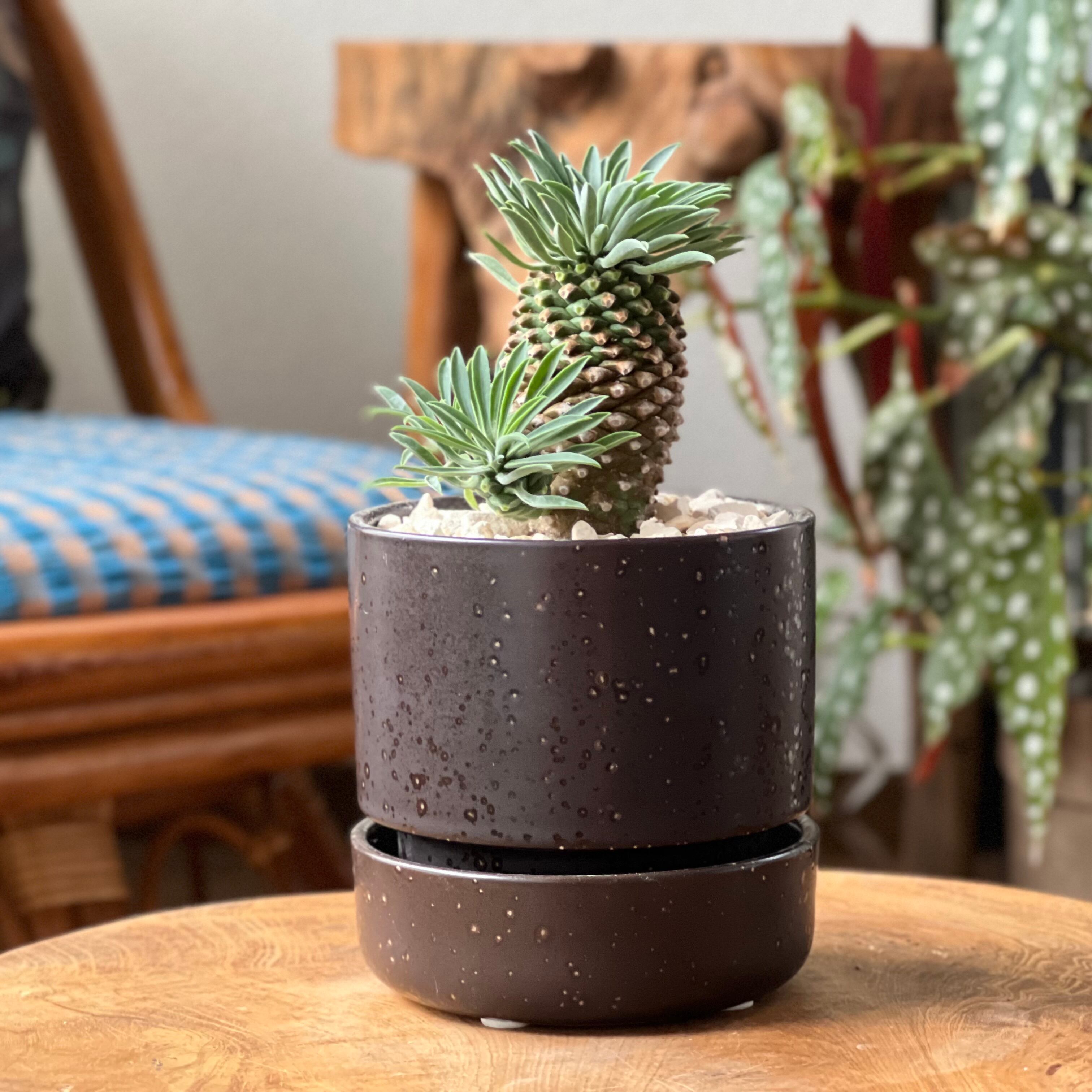 【特大・プロレス株！！！】ユーフォルビア・オベサ② 特大・プロレス株！！！】ユーフォルビア・オベサ②