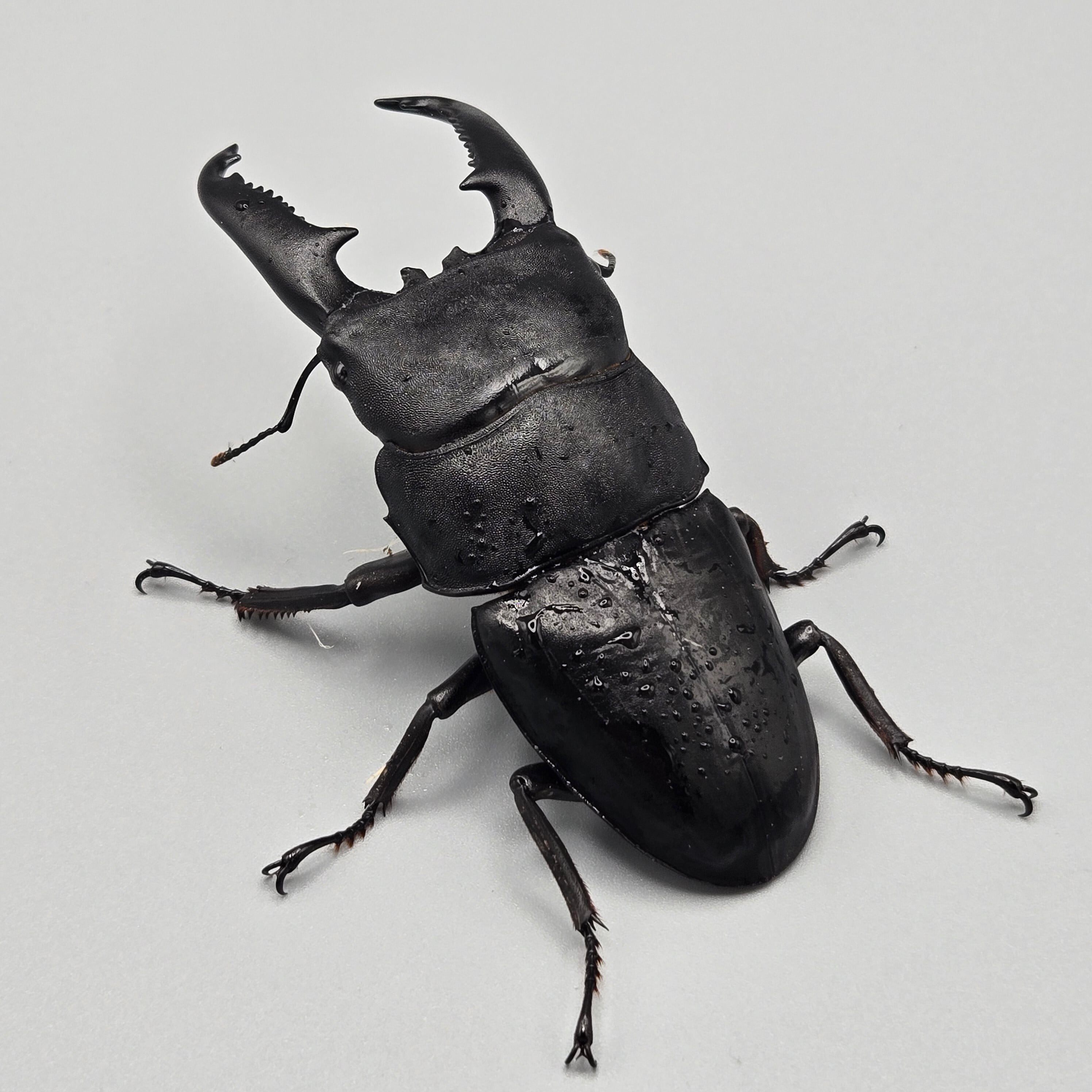 卵10個】インドナナフシ タランチュラコノハムシカマキリマンティス