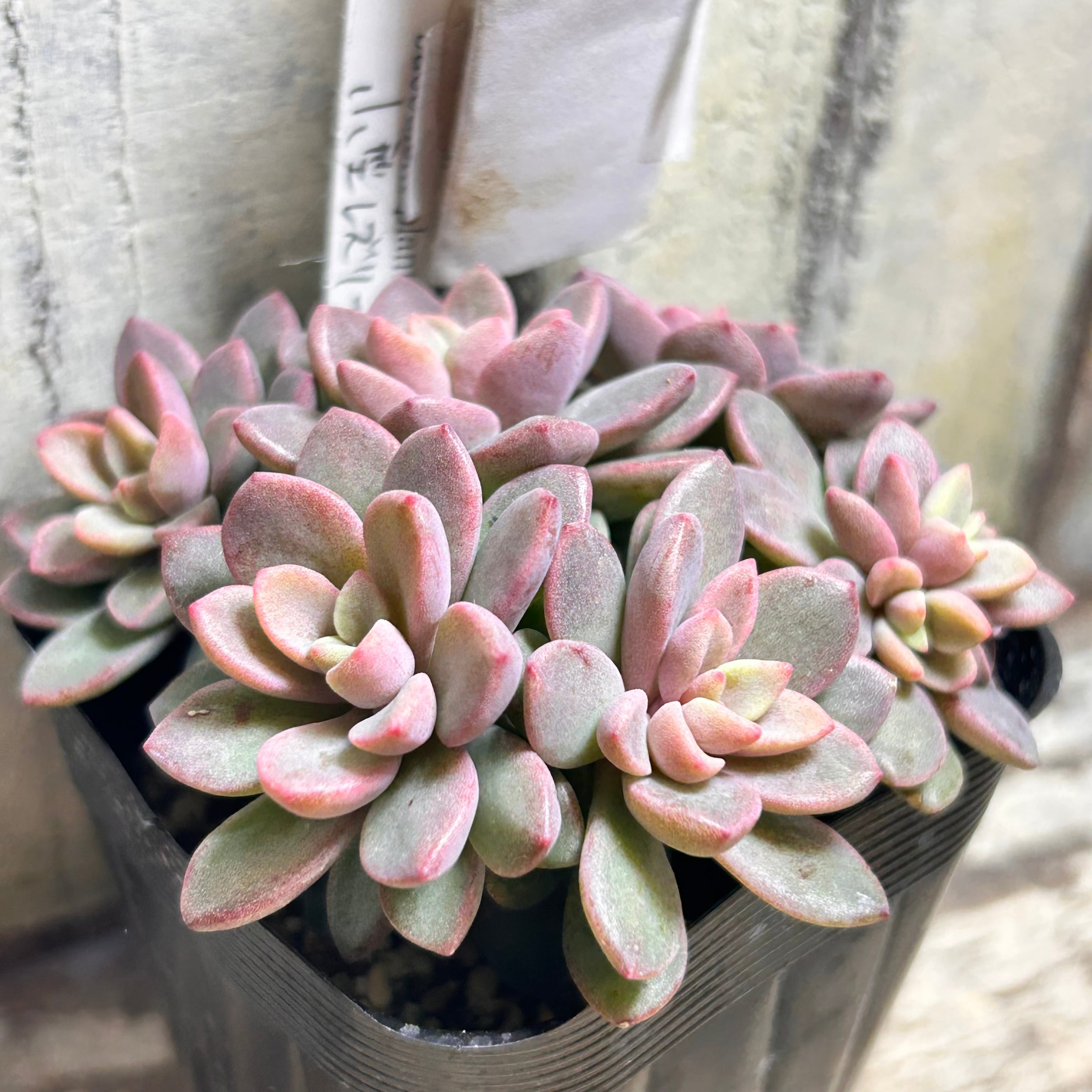 A)小型レズリー | RuPo 多肉植物専門店