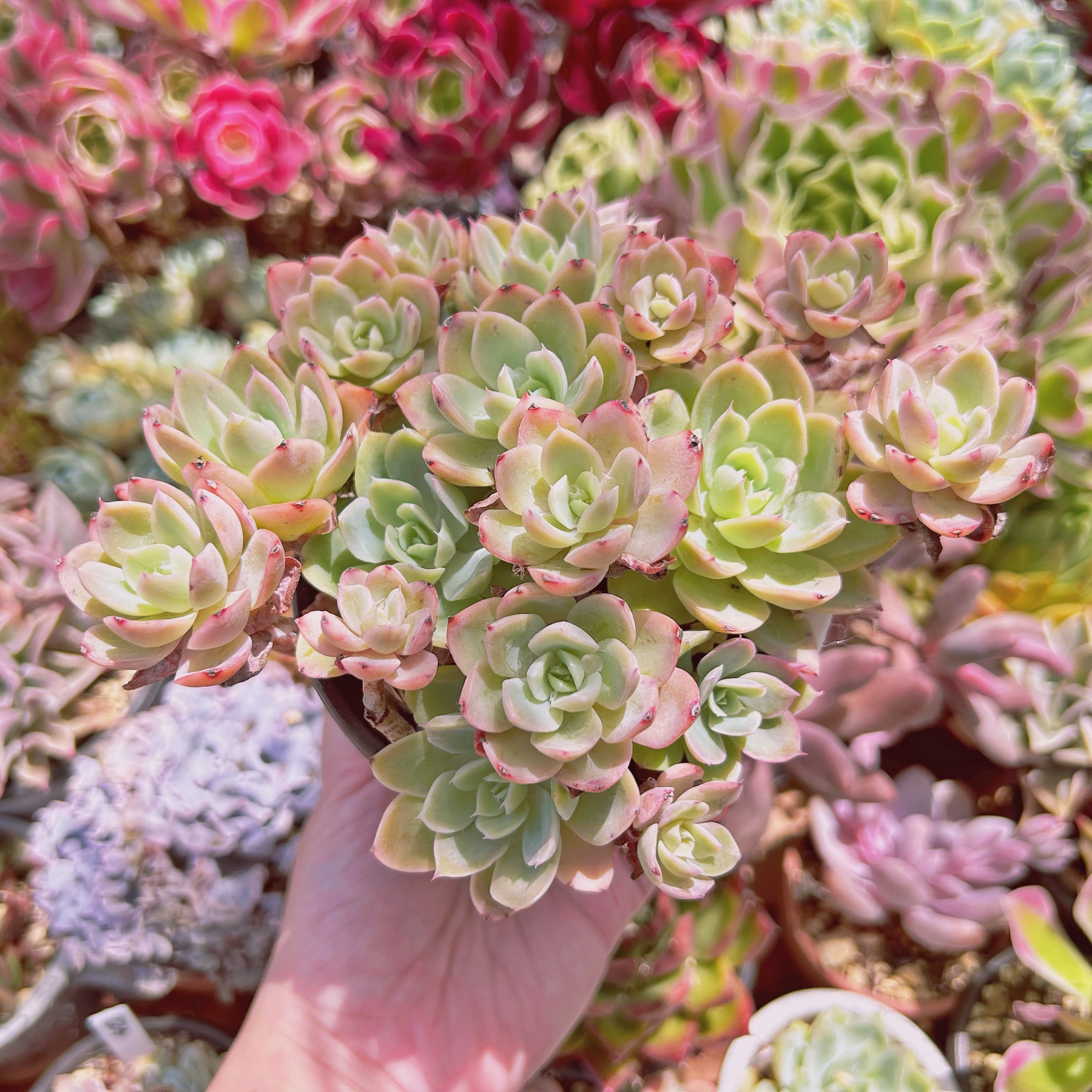 #1127現物　多肉植物　silkveli　特大