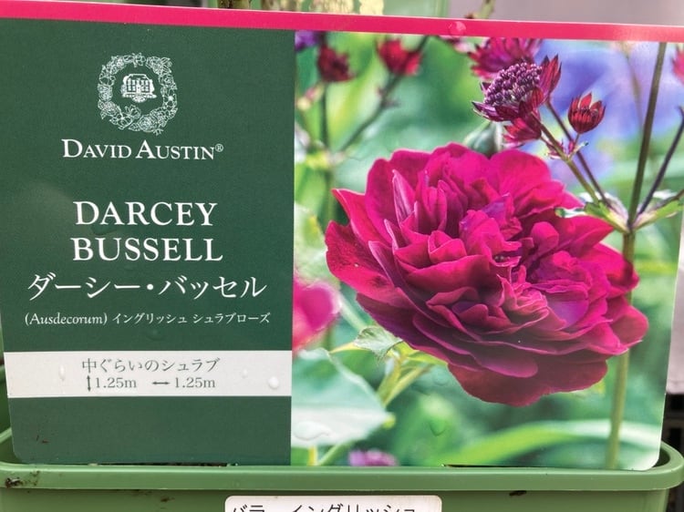 バラ苗 | 日本ライン花木センター