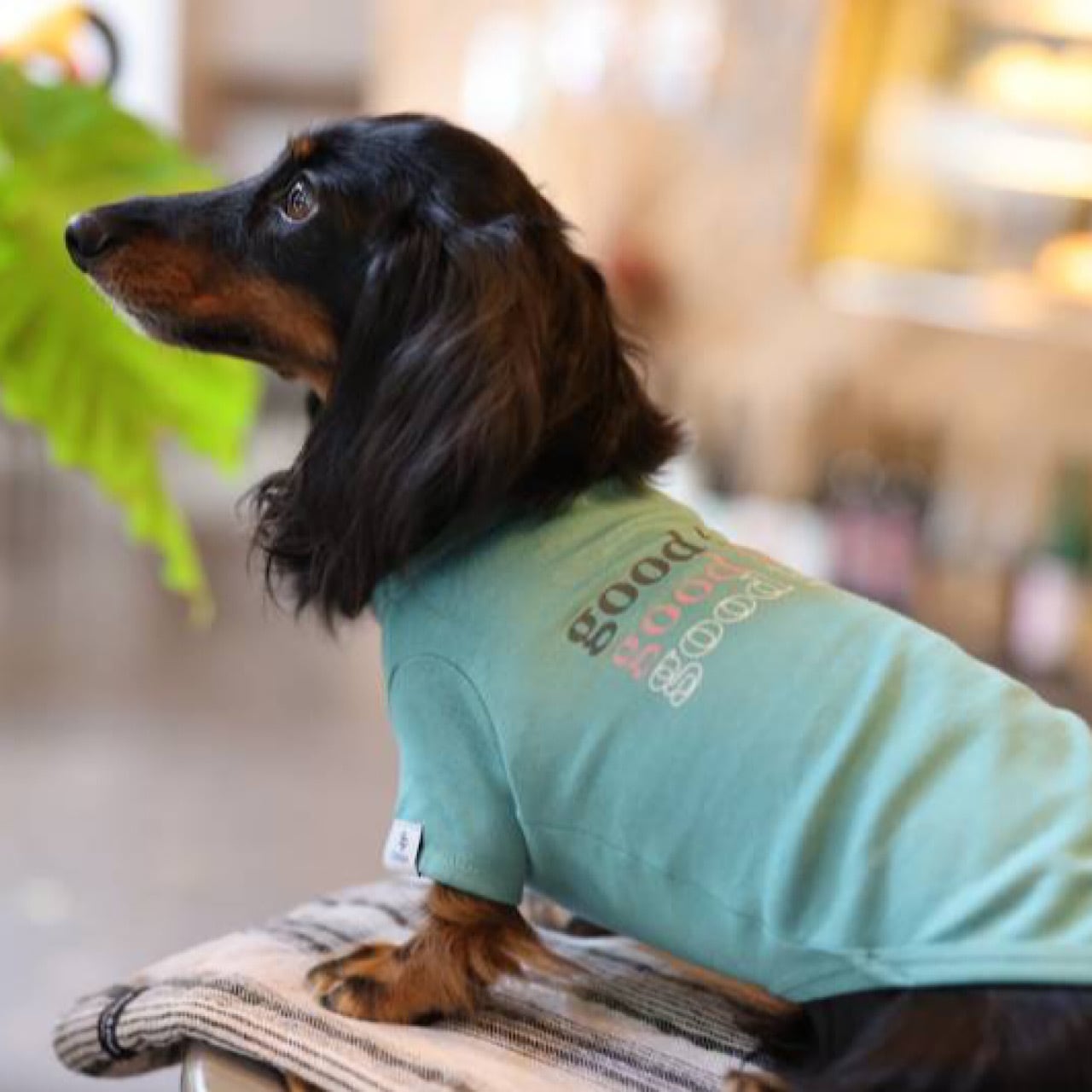 GOOD BOY （Tシャツ） | カニンヘンダックスとミニチュアダックス専門
