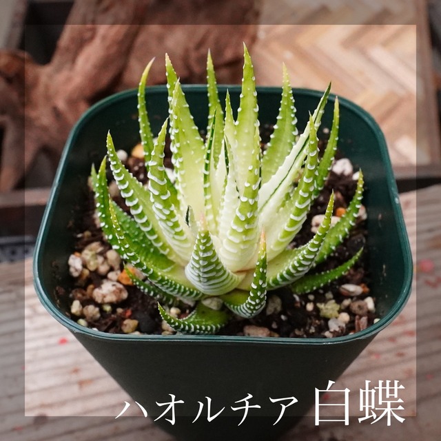 斑入り　ハオルチア【白蝶】硬葉　かっこいい　