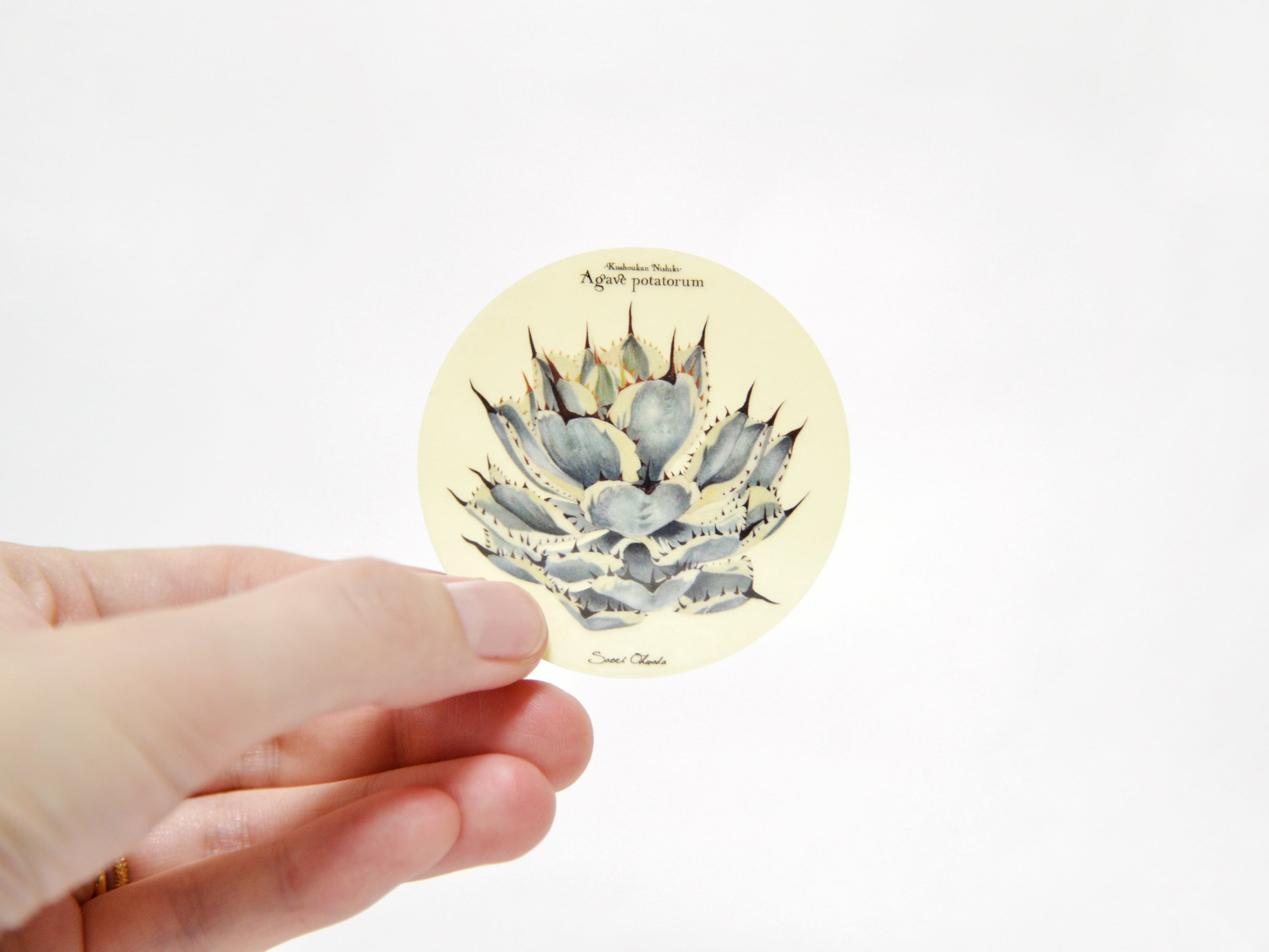 Agave potatorum 'Kisshoukan Nishiki' 透明ステッカー