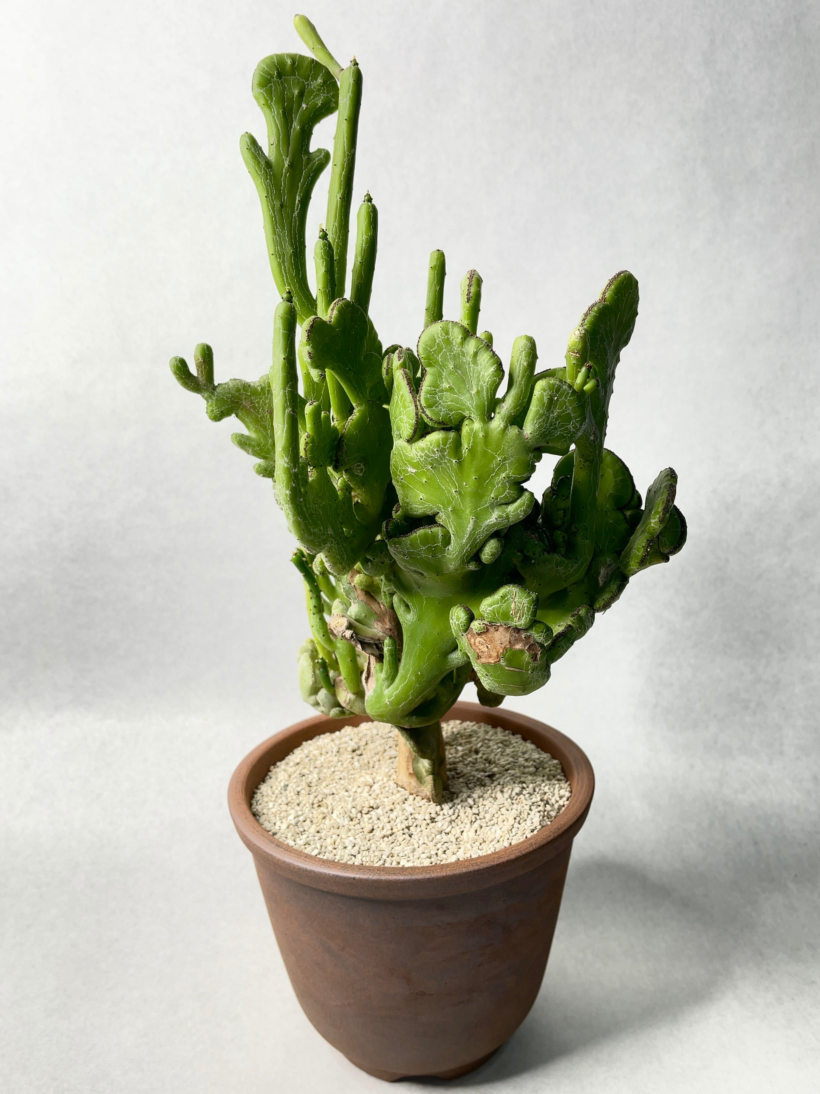 ユーフォルビア・オンコクラータ錦綴化 | trigger