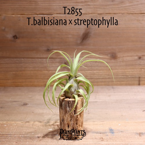 【送料無料】balbisiana × streptophylla〔エアプランツ〕現品発送T2855