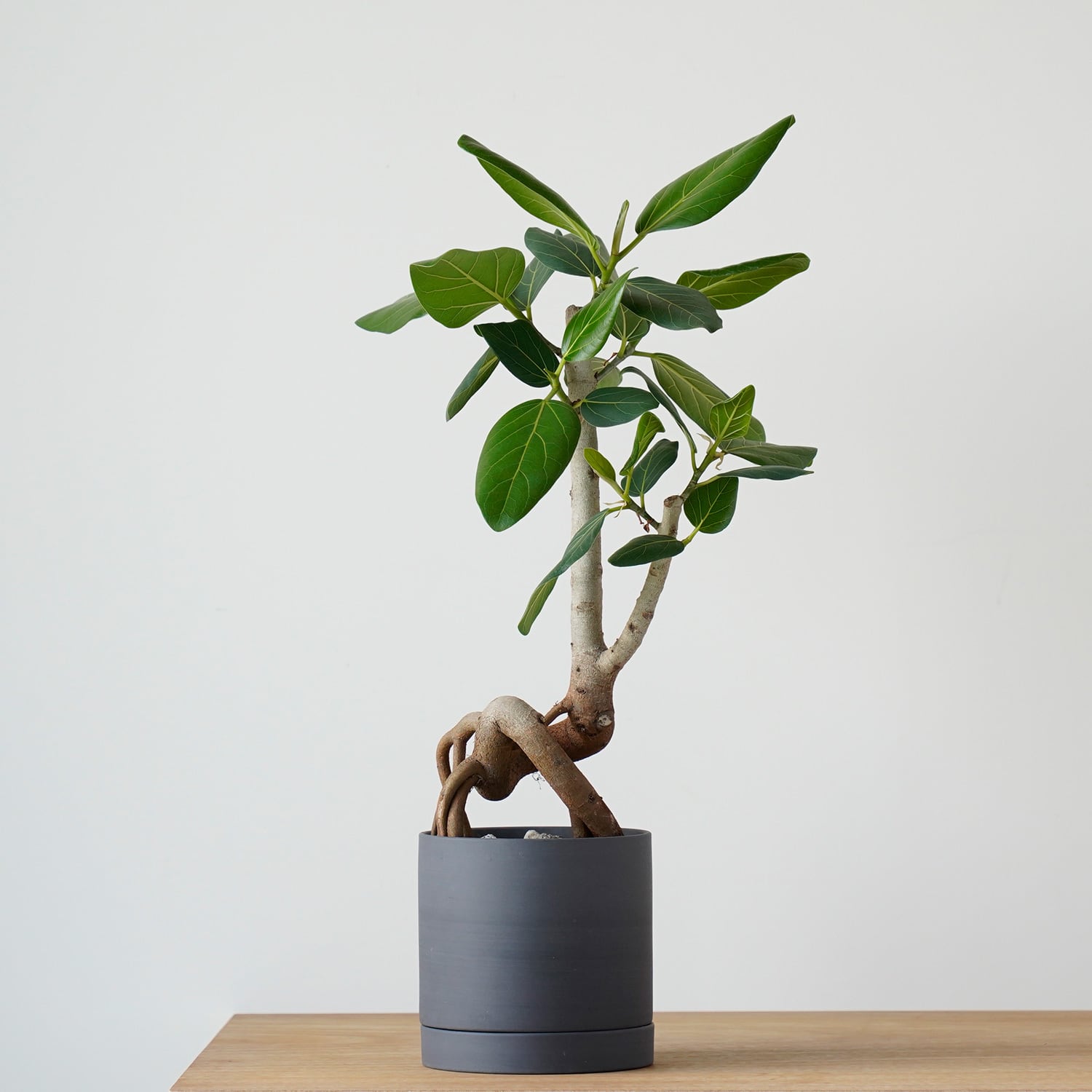 日陰 | AYANAS（アヤナス）｜観葉植物のセレクトショップ・通販