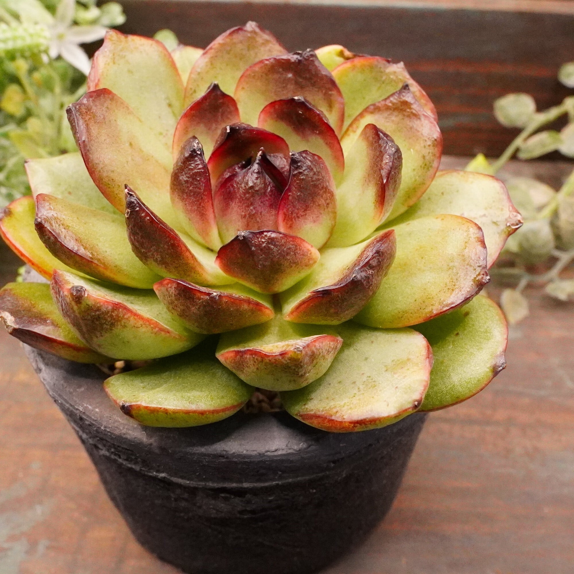 N.T様 多肉植物棚 TD-88 2点おまとめ 【公式通販】