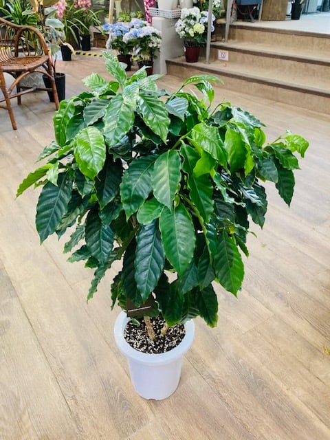 テラコッタ鉢 ウィッチフォード 植木鉢 鉢 テラコッタ Whichford