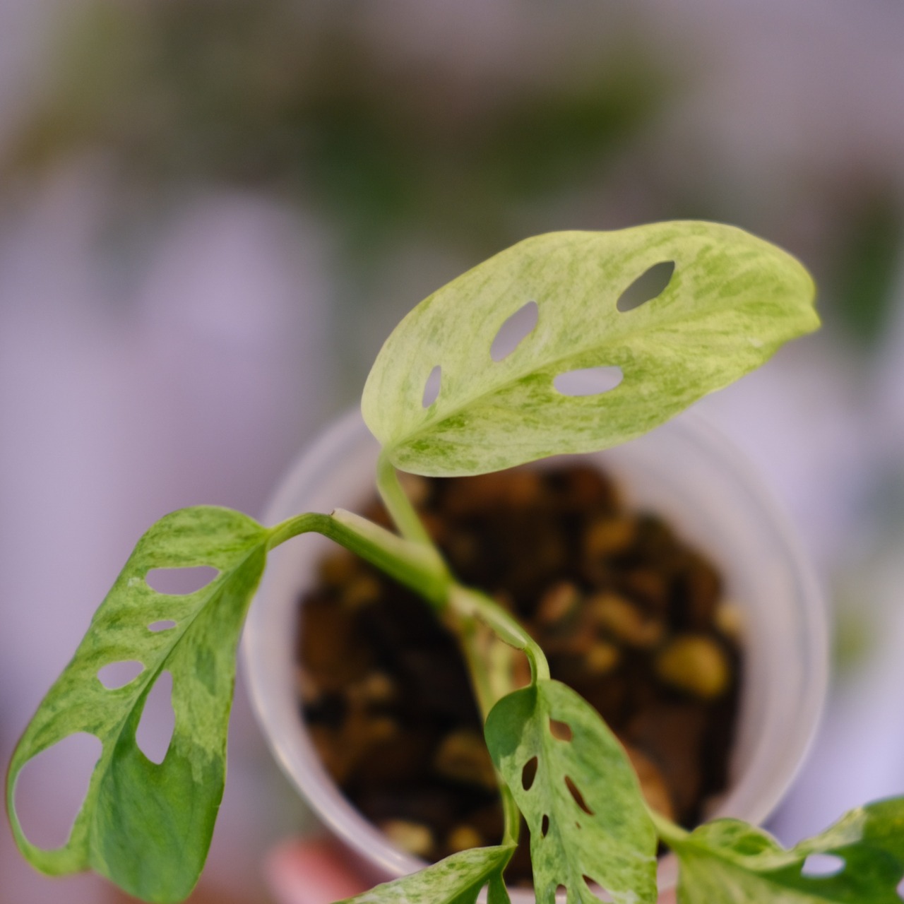 Monstera adansonii Mottled / モンステラ アダンソニー ミント㉝ / 観葉植物