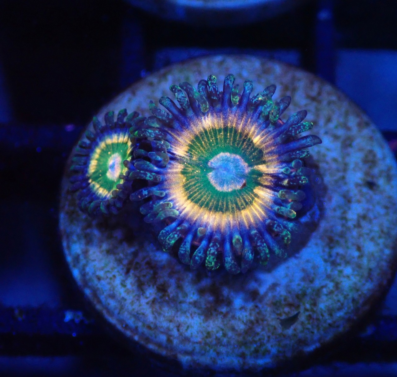 BossCollection Zoanthus Rainbow