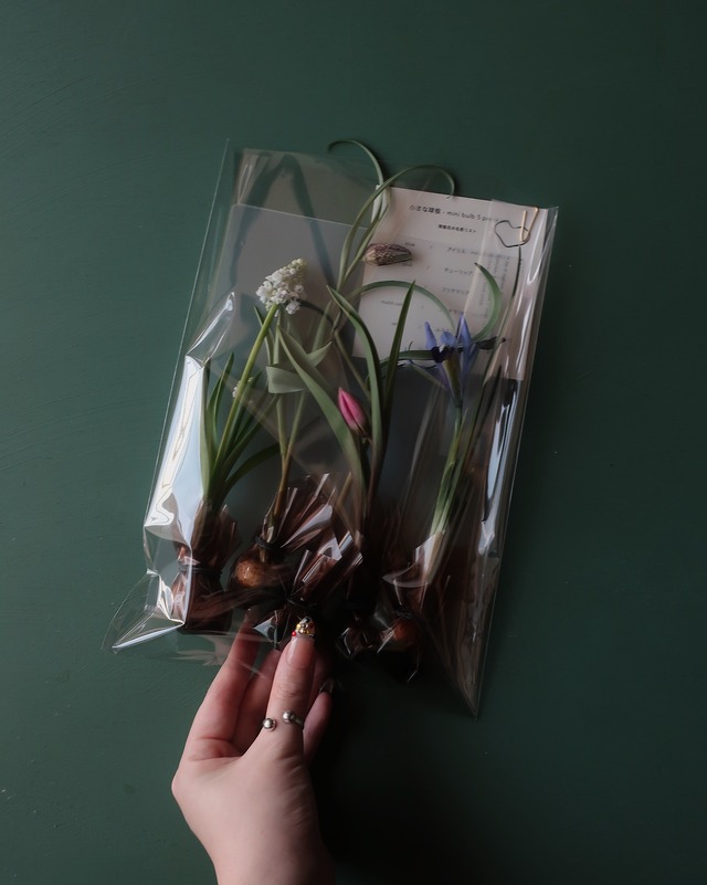 小さな球根 - mini bulb 5 piece set