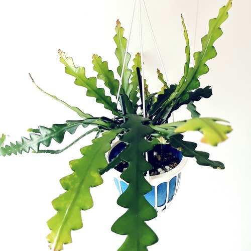 ユニークな葉姿＊フィッシュボーンカクタス＊人気商品 calm cafe