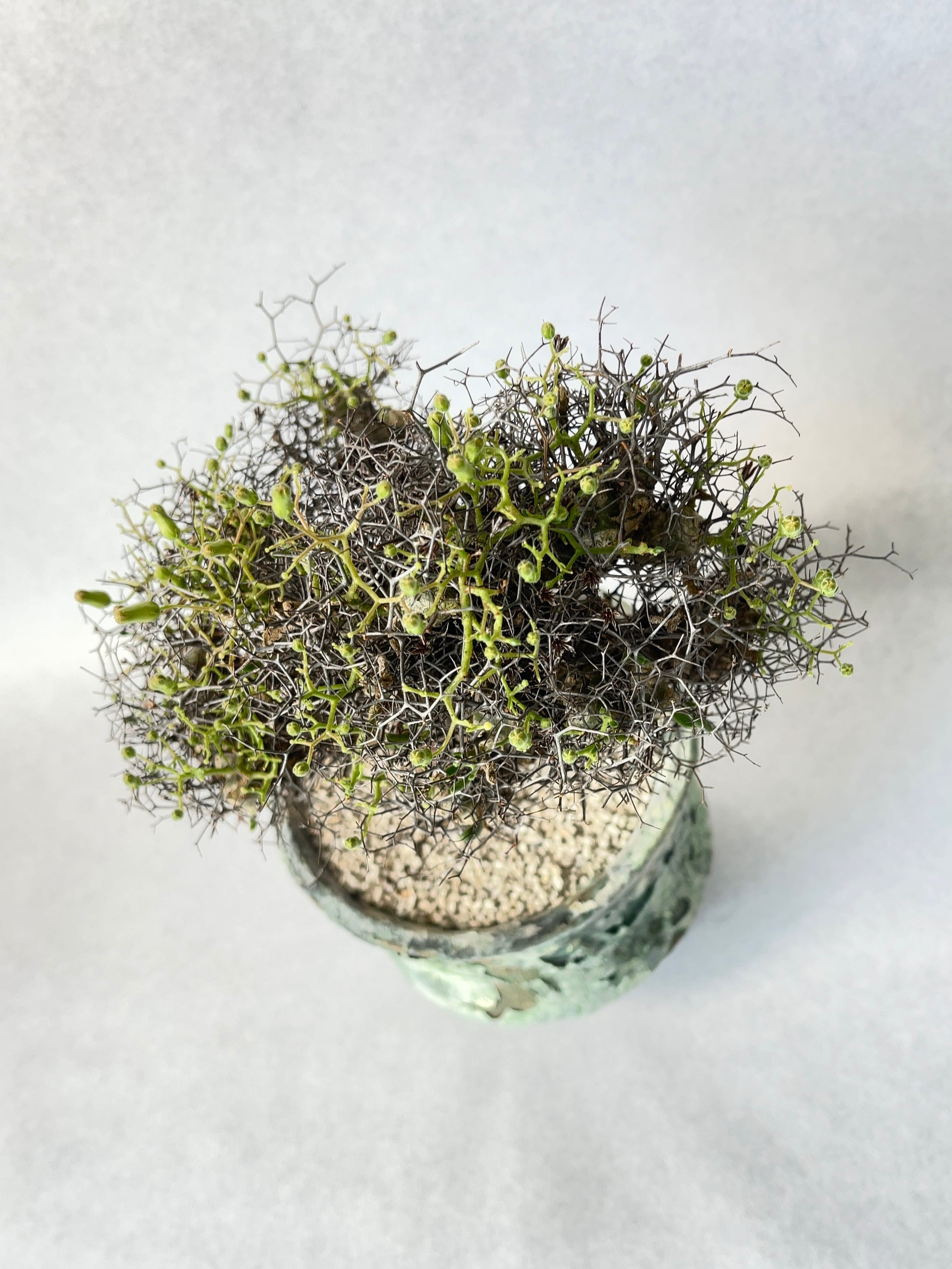 チレコドン・万物想 | trigger