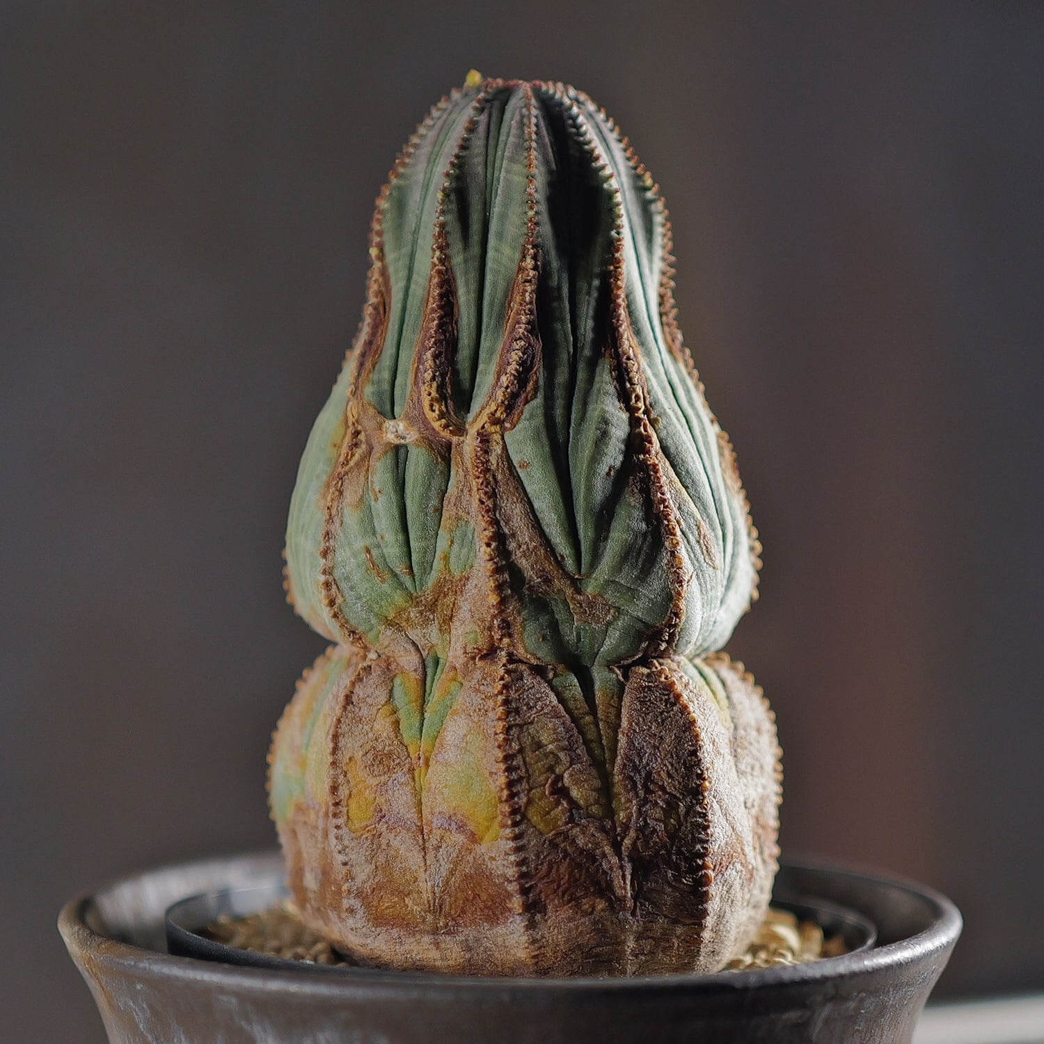 オス株 ひょうたん型 マウンテン 捻じれ オベサ / ユーフォルビア