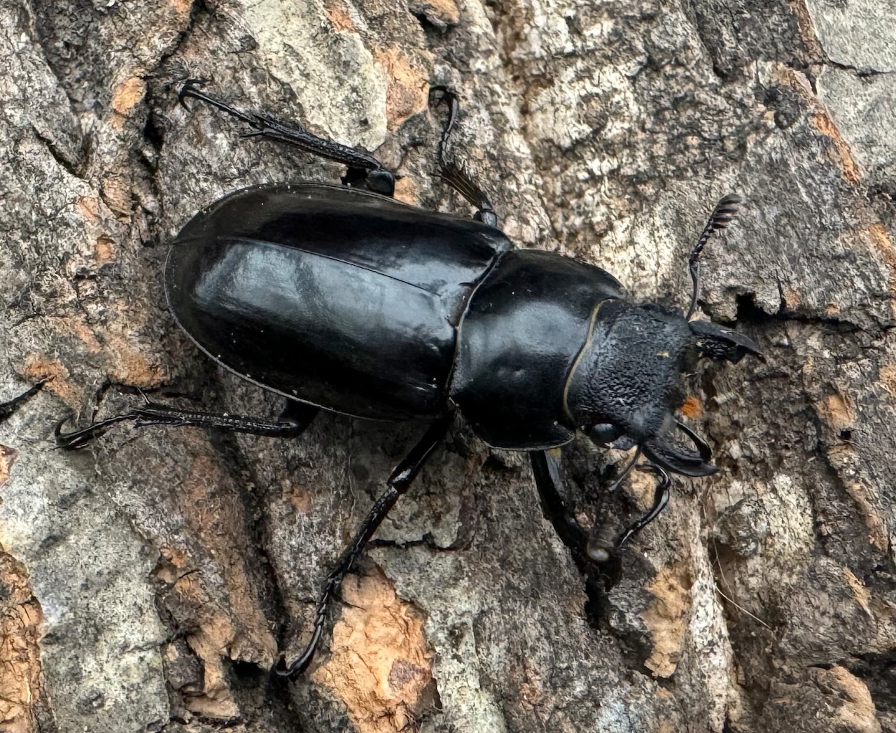 【WD】《チェンミヤマ メトク産 34mm ♀単》