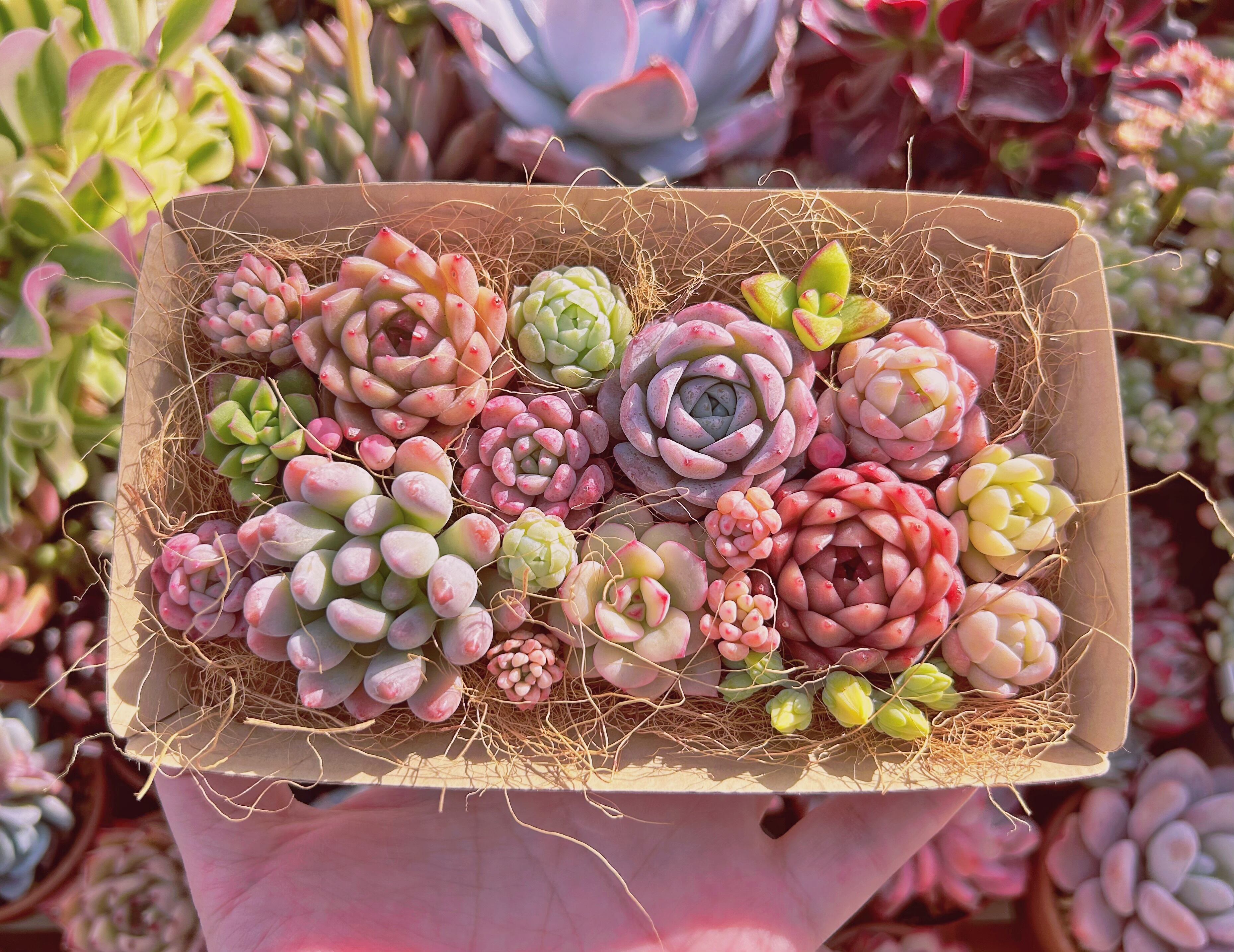 #337現物　多肉お弁当　トレーのまま発送