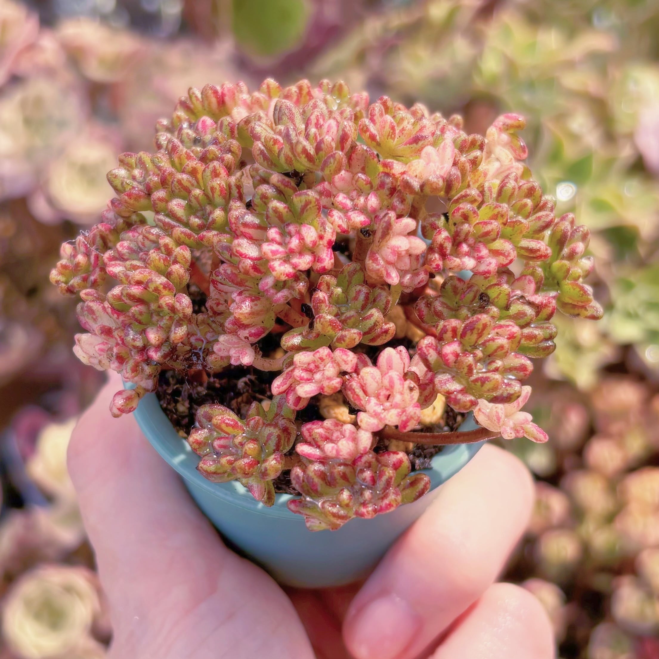 多肉植物 小人の祭り錦 群生 新入荷 るる農園 | るる農園~多肉植物専門