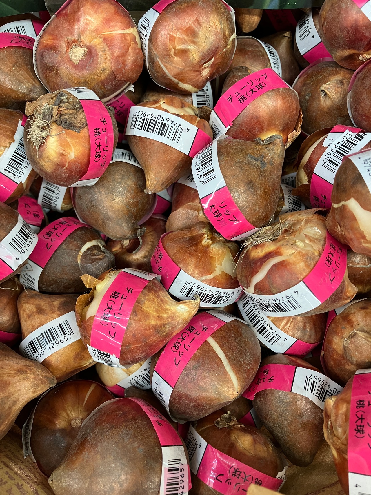 【球根・チューリップ・花壇】チューリップ球根30球セット(赤・黄・桃各10球) 送料込み・画像6