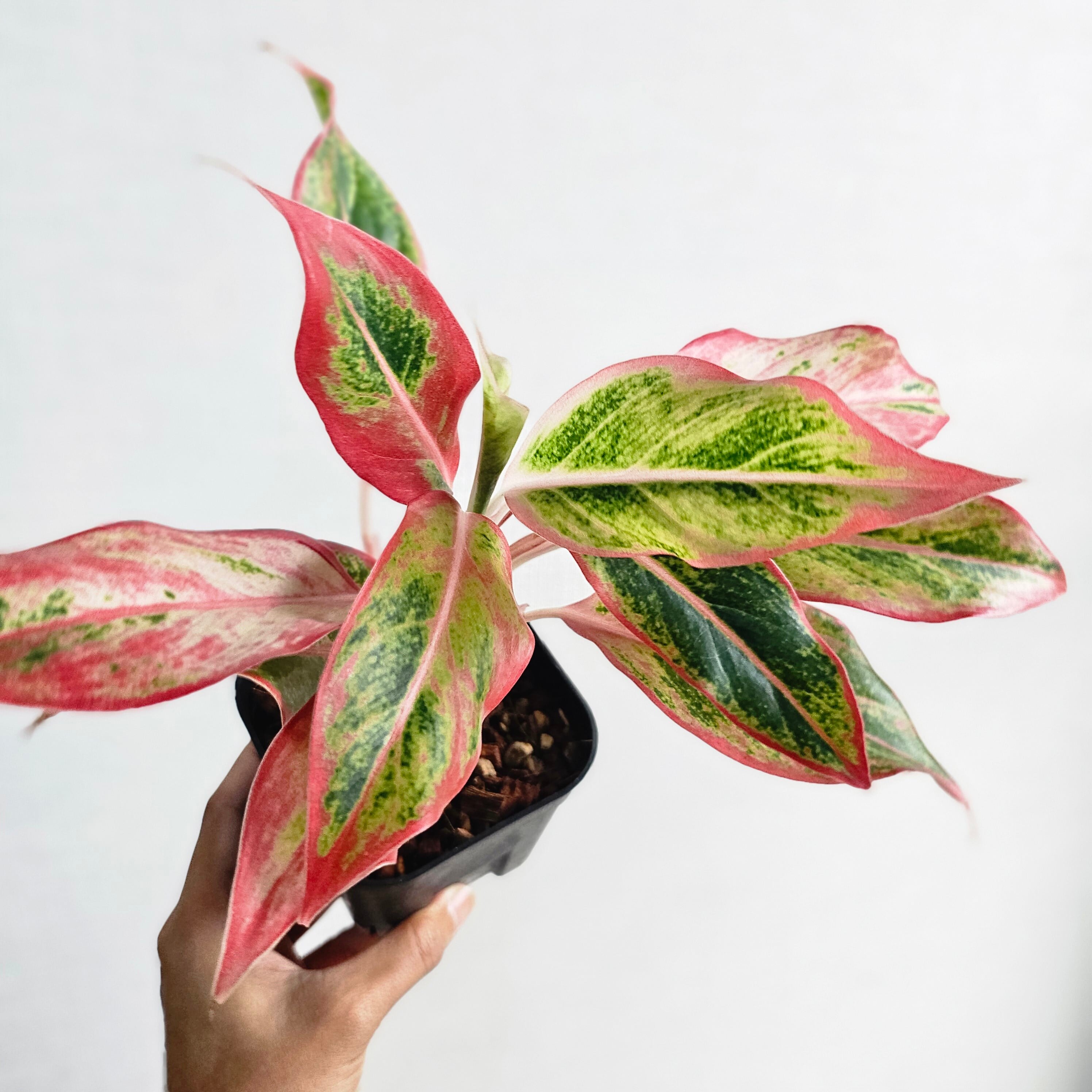Aglaonema Siam Aurora Orange》アグラオネマ サイアムオーロラ