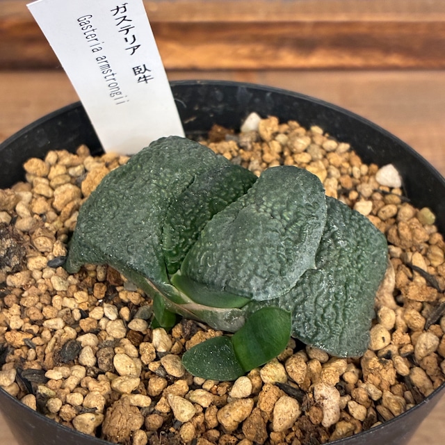 【クリアランス】ガステリア　臥牛【255】【再撮影】【▼】