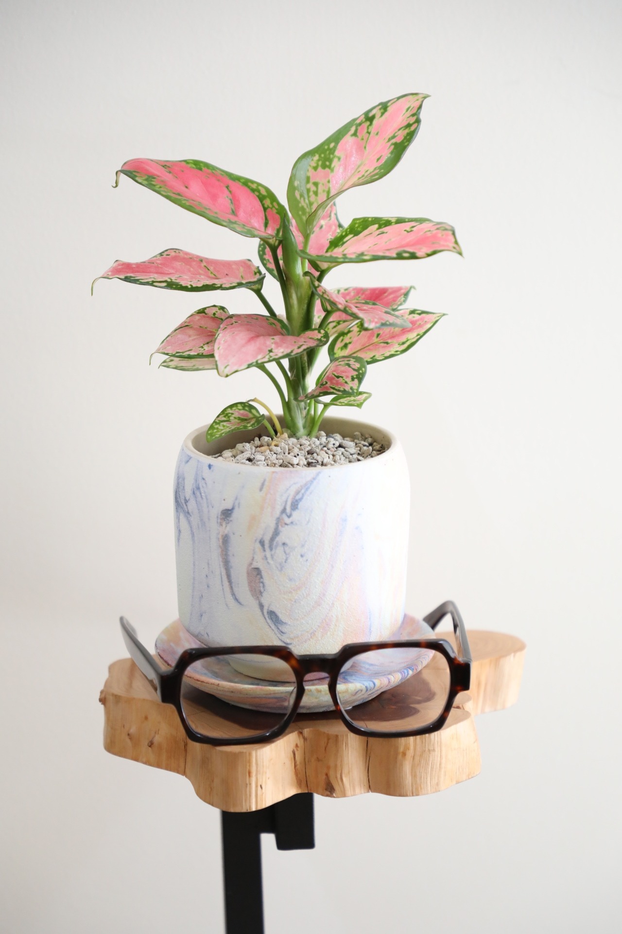 【M】アグラオネマ オースピシャスレッド/Aglaonema ※陶器鉢付き