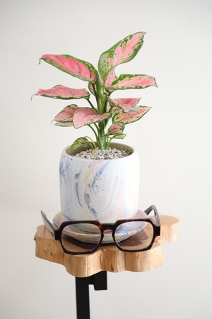 【M】アグラオネマ オースピシャスレッド/Aglaonema ※陶器鉢付き