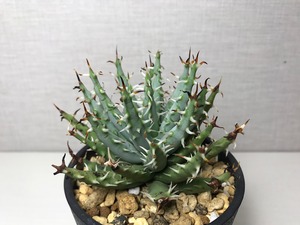 アロエ エリナケア